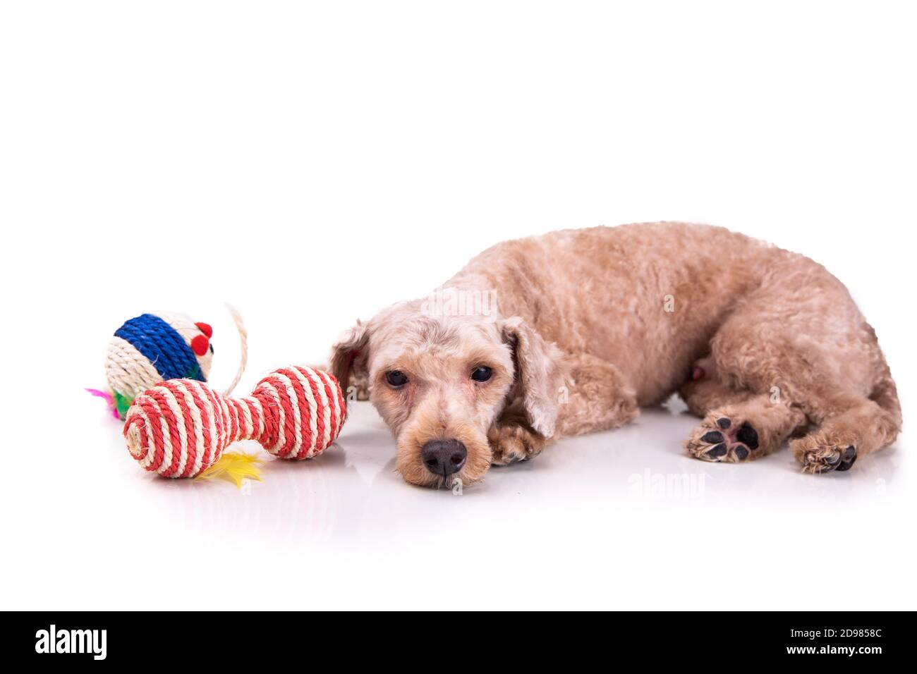 My dog is sad after best sale grooming