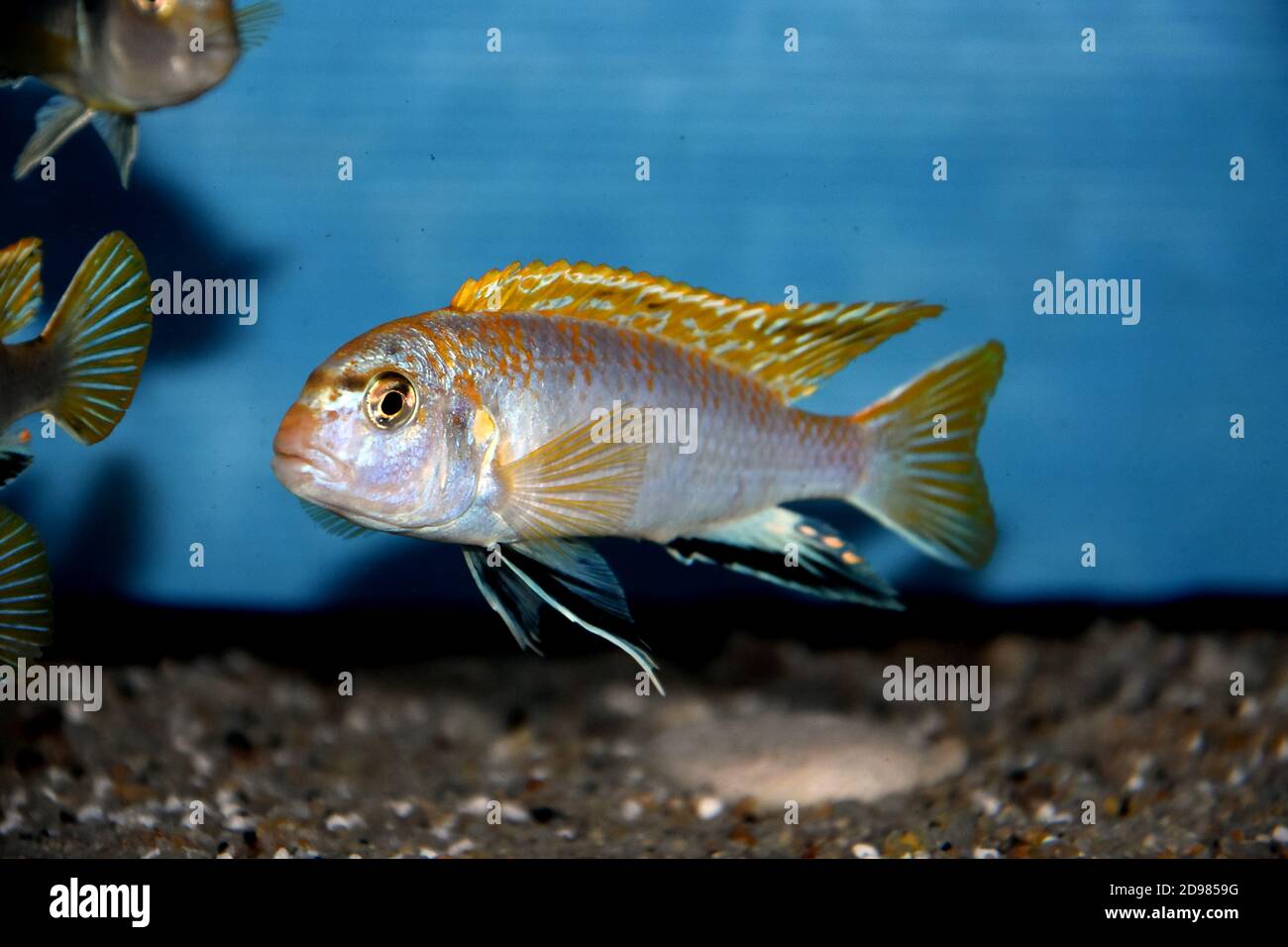 The Perlmutt cichlid fish - labidochromis perlmutt Stock Photo