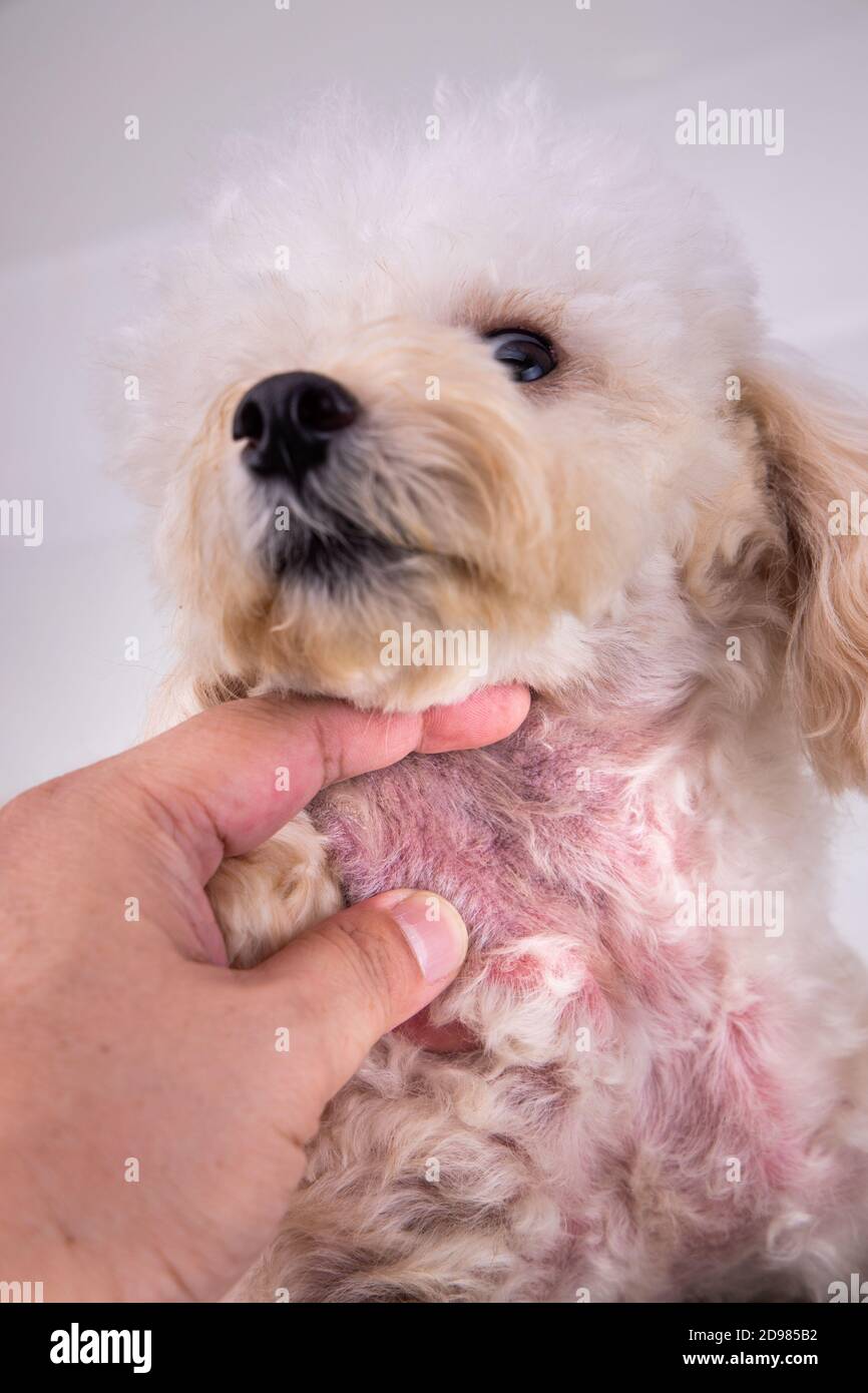Dog body with red irritated skin due to allergy Stock Photo Alamy