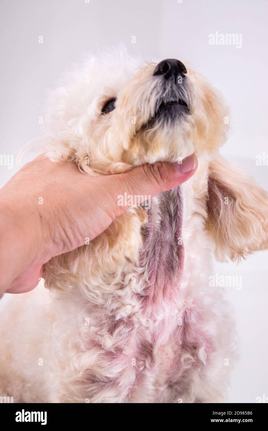 Dog body with red irritated skin due to allergy Stock Photo Alamy