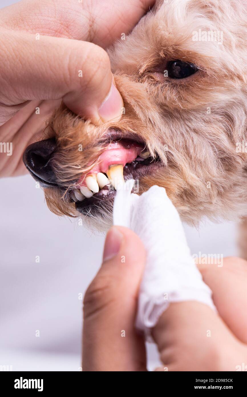 Vet cleaning pet dog teeth coated with plaque with swab Stock Photo Alamy