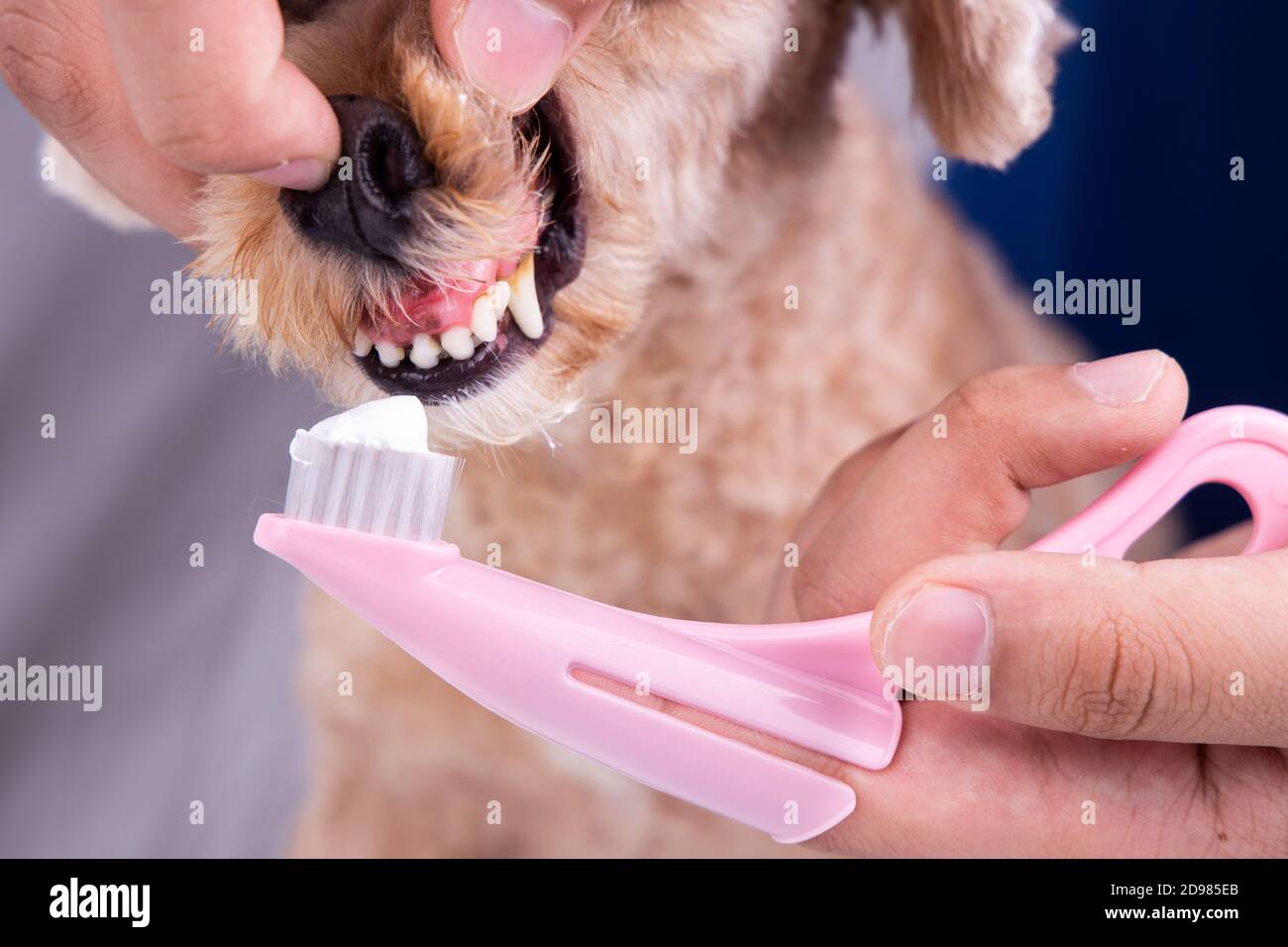 vet toothpaste
