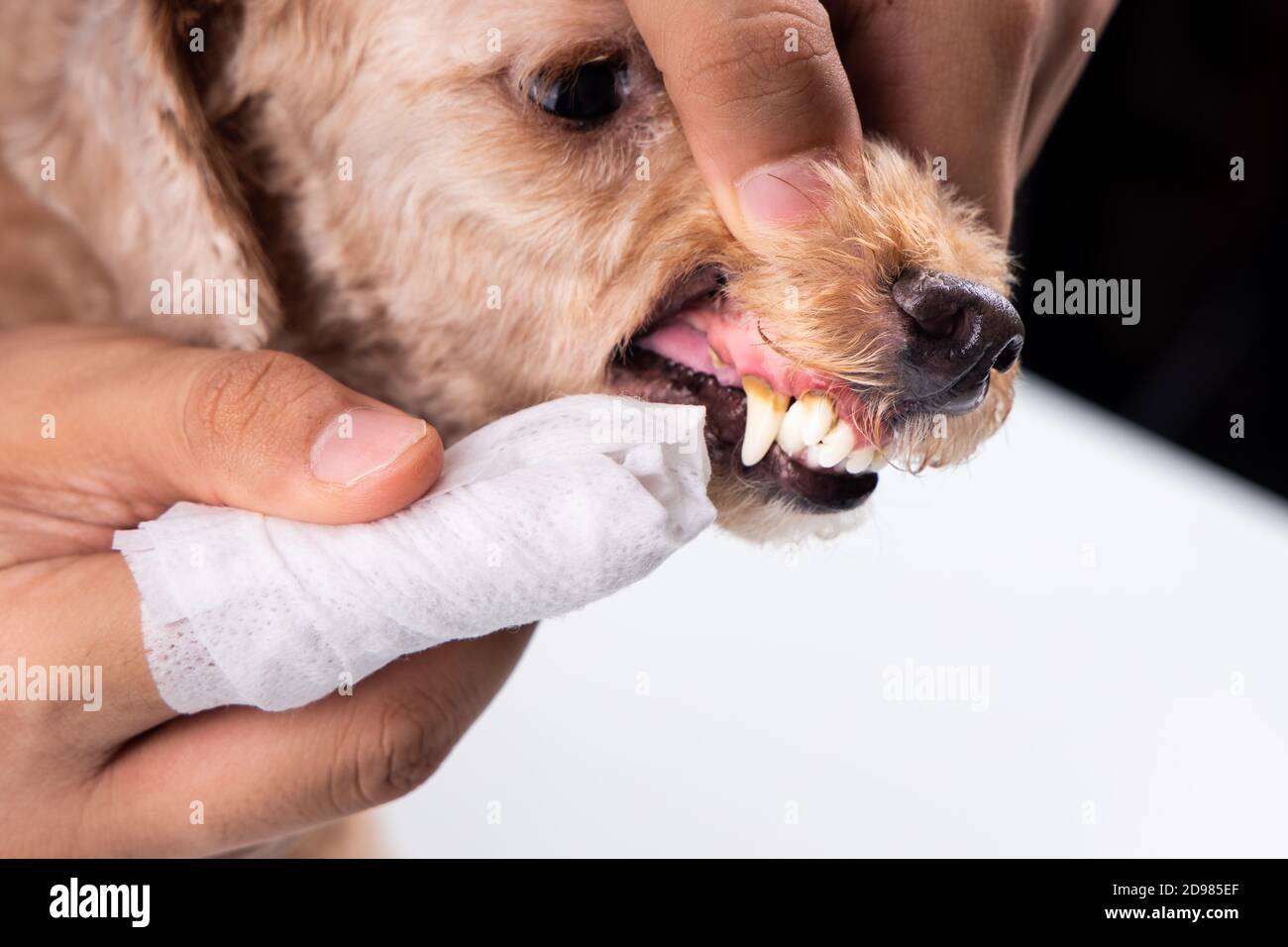 Vet cleaning pet dog teeth coated with plaque with swab Stock Photo Alamy