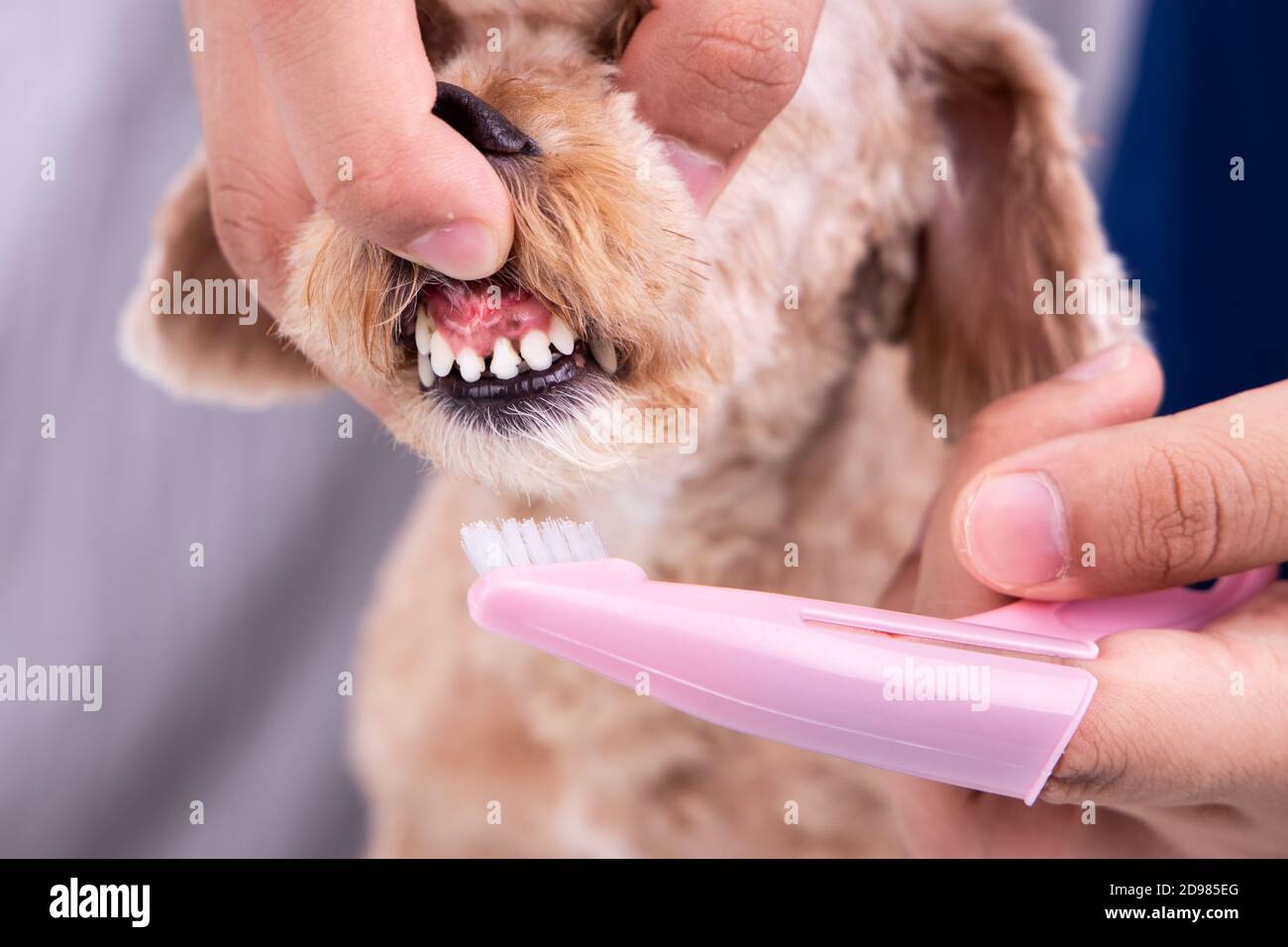 Vet brushing pet dog teeth coated with plaque with toothbrush Stock