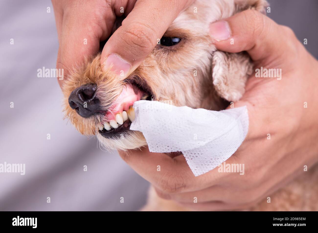 Vet cleaning pet dog teeth coated with plaque with swab Stock Photo Alamy