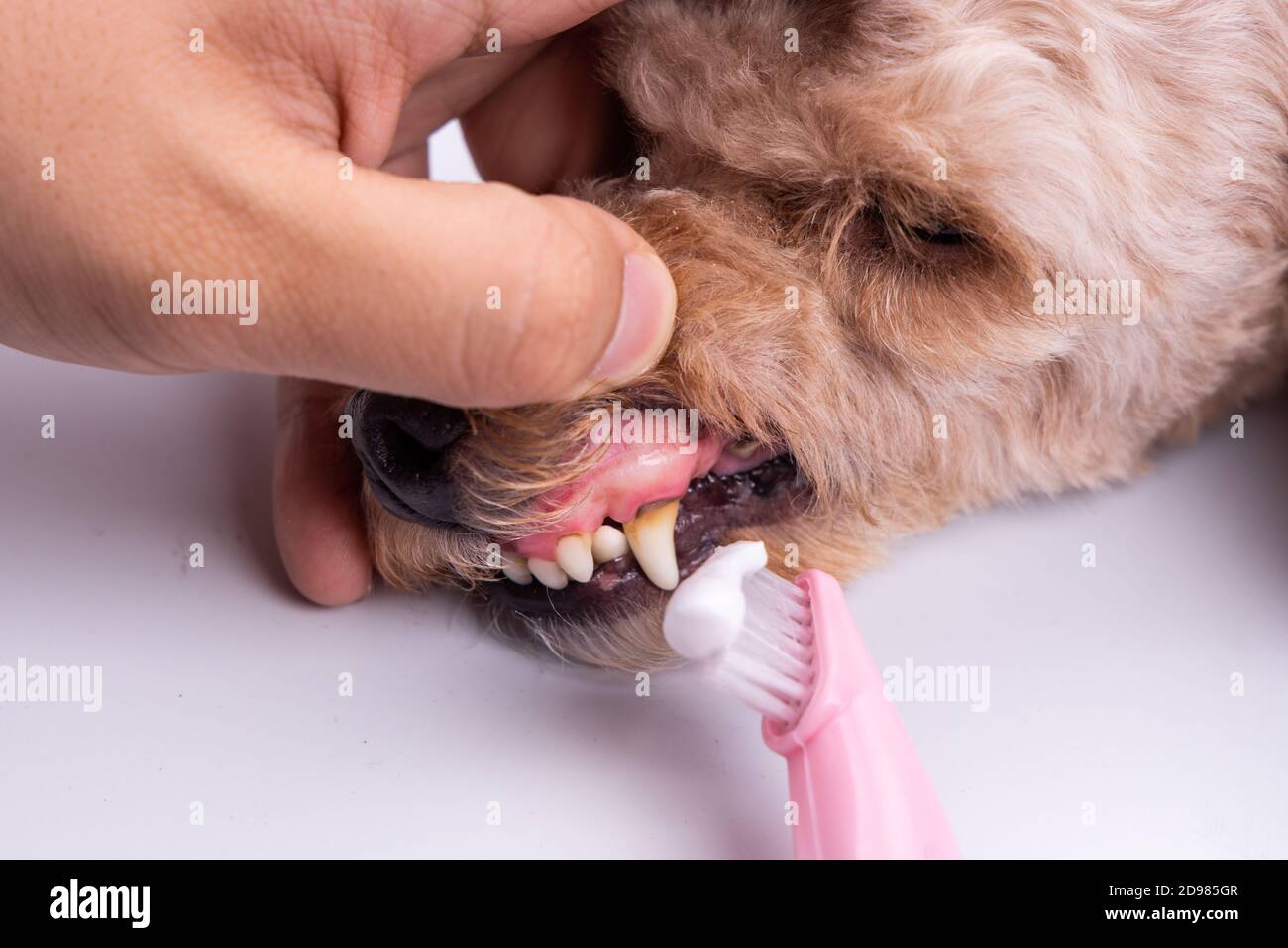 Can You Brush Dogs Teeth Without Toothpaste