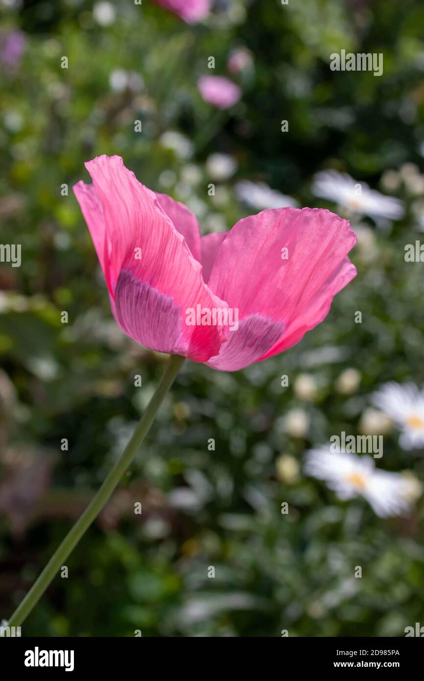 beautiful pink and purple oilseed poppy in a wildflower meadow Stock Photo