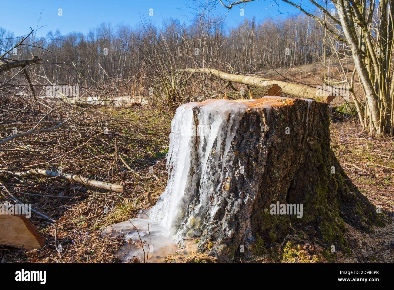 Tree stump with ice in the spring with sawn trees Stock Photo