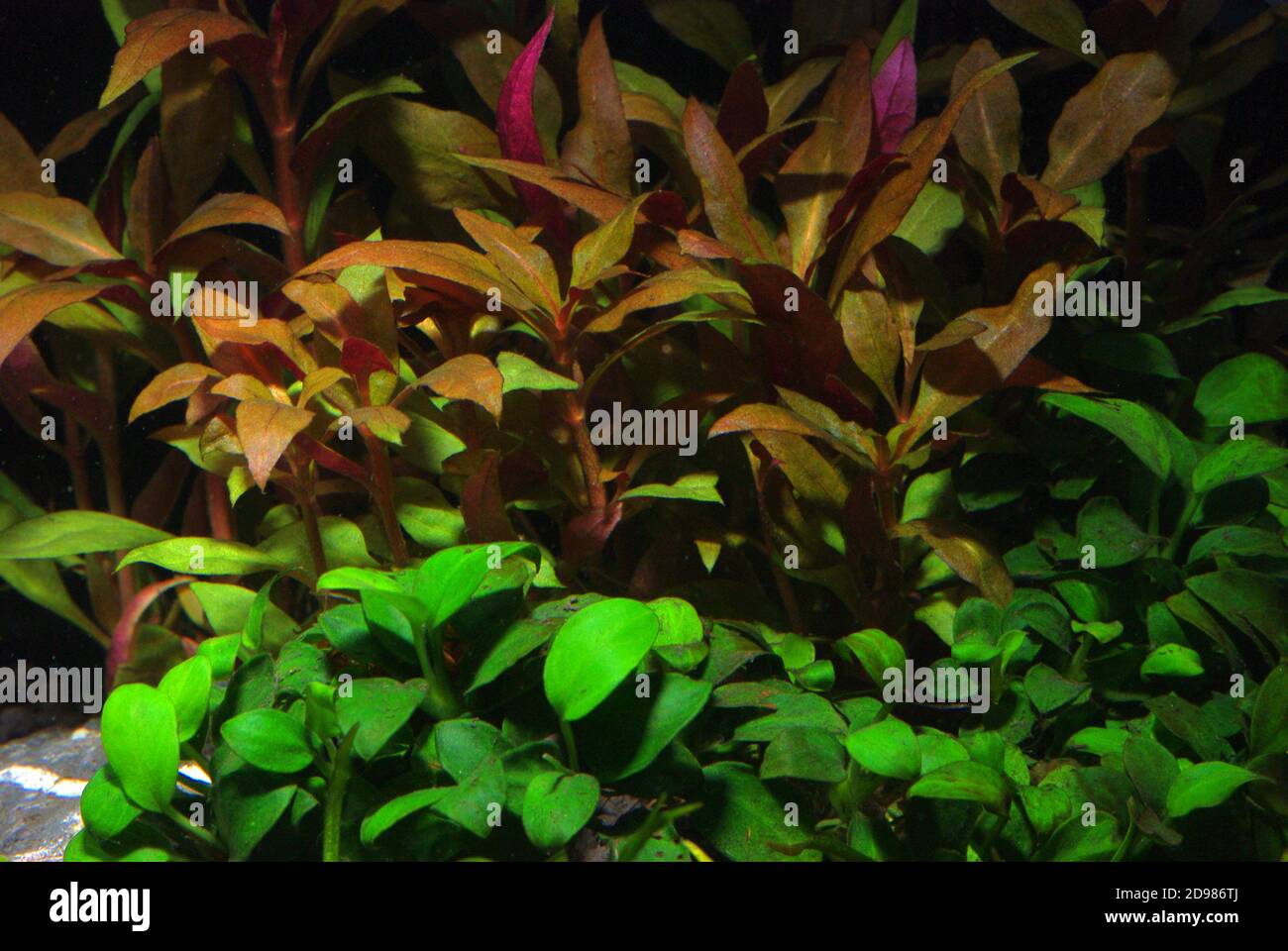 Alternanthera reineckii is a species of aquatic plant in the family Amaranthaceae Stock Photo