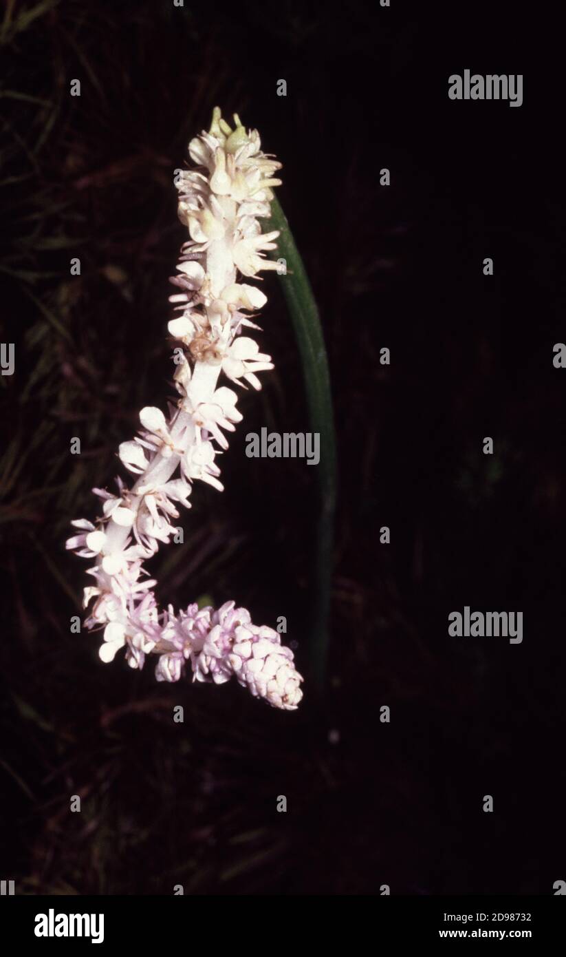 Flower of Aponogeton crispus, Ruffled / Crinkled or Wavy-edged Aponogeton Stock Photo