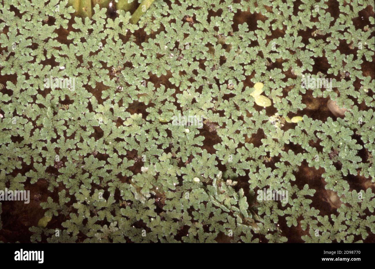 The mosquito fern (Azolla caroliniana) is a small floating plant Stock Photo