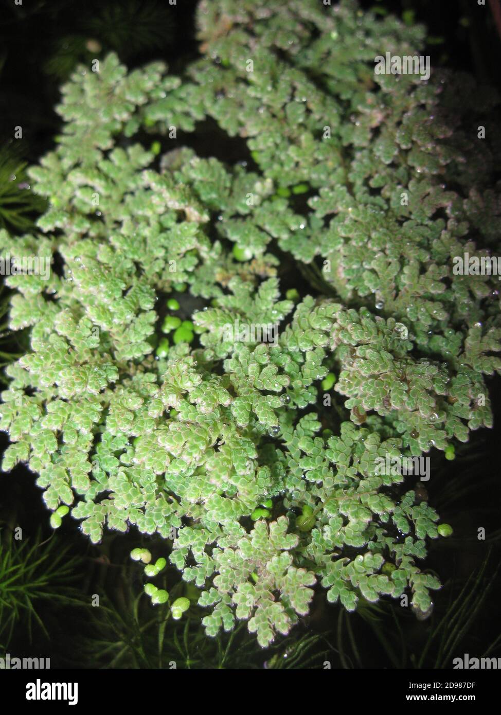 Azolla filiculoides, commonly called mosquito fern Stock Photo