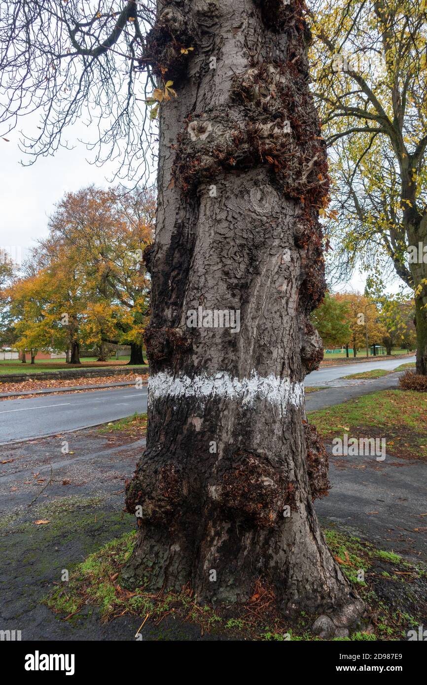Tree marked with a white circle marked as ready for treatment or cutting down Stock Photo