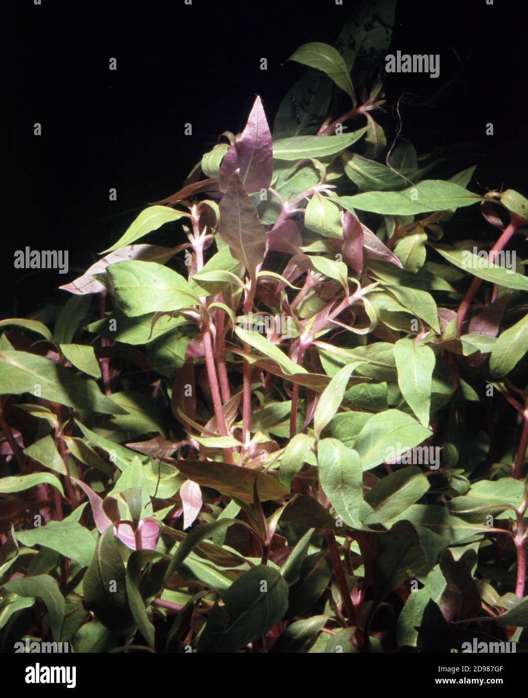 Alternanthera reineckii is a species of aquatic plant in the family Amaranthaceae Stock Photo