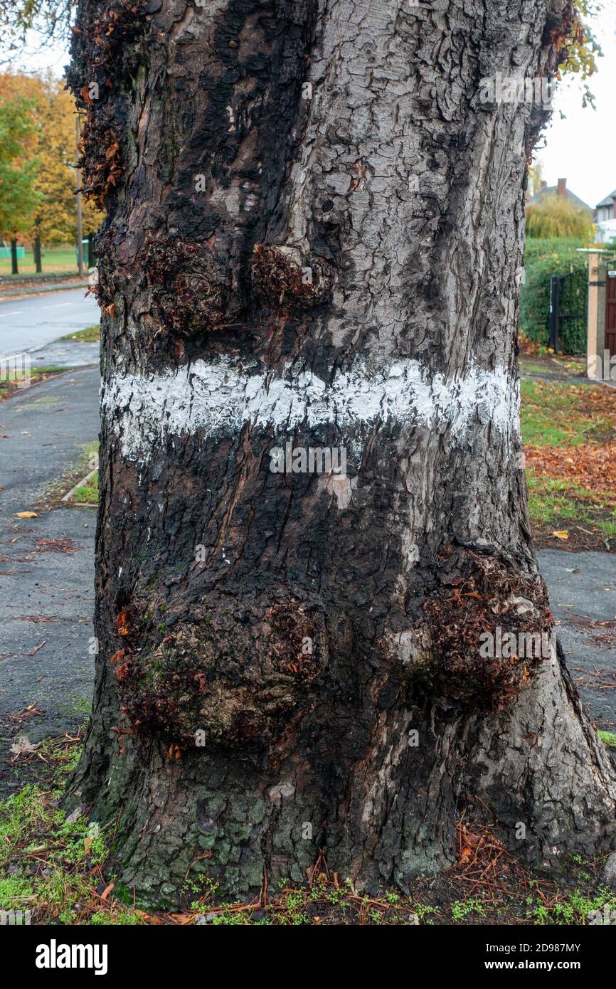 Tree marked with a white circle marked as ready for treatment or cutting down Stock Photo