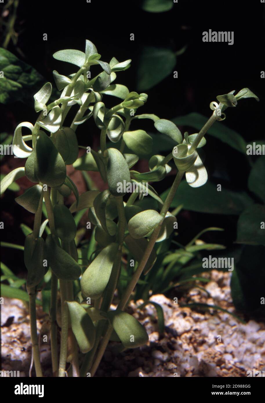 Bacopa monnieri, also called brahmi, water hyssop, thyme-leaved gratiola, and herb of grace Stock Photo