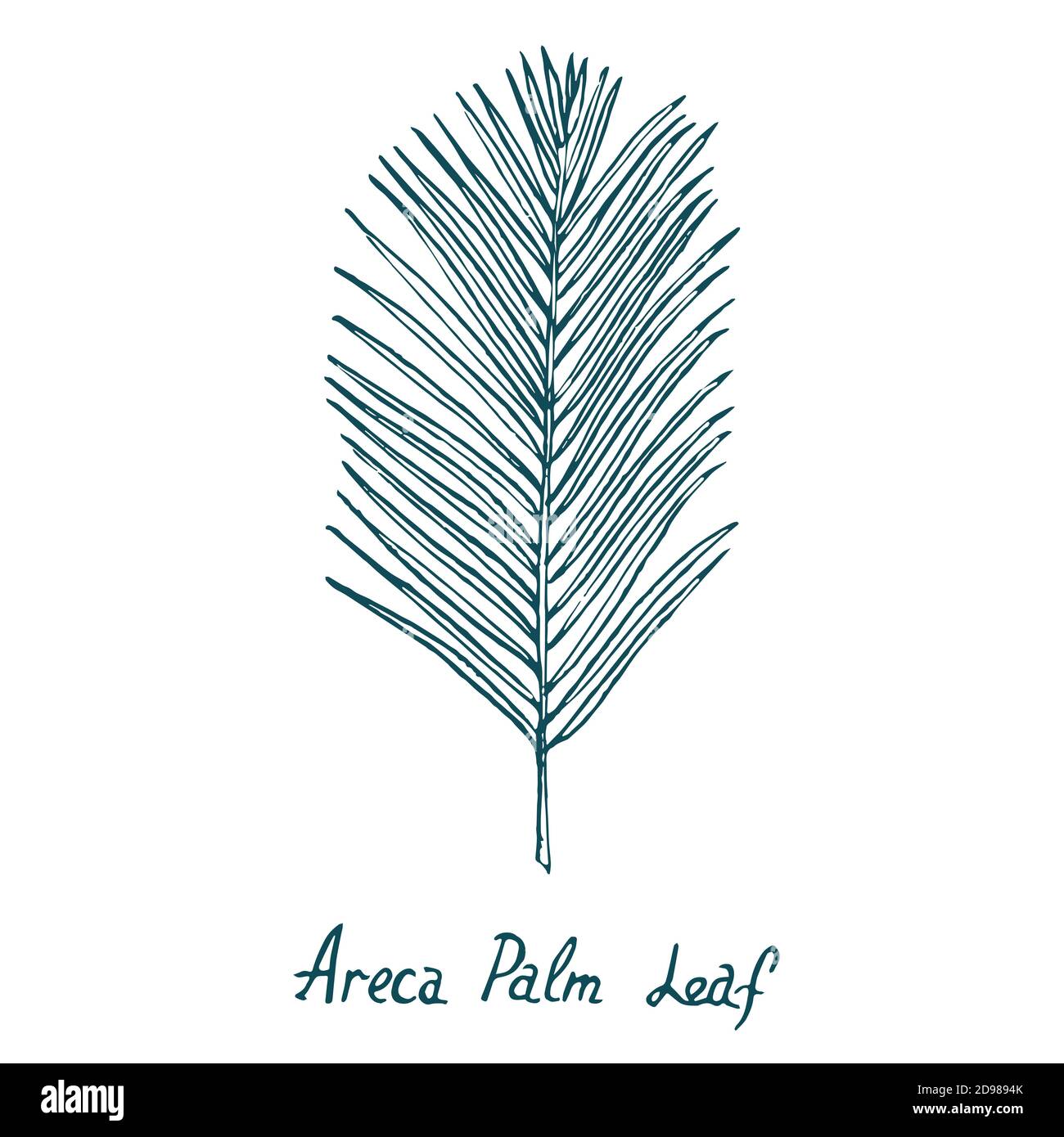 Areca Palm Leaf, hand drawn doodle, sketch in woodcut style, illustration Stock Photo