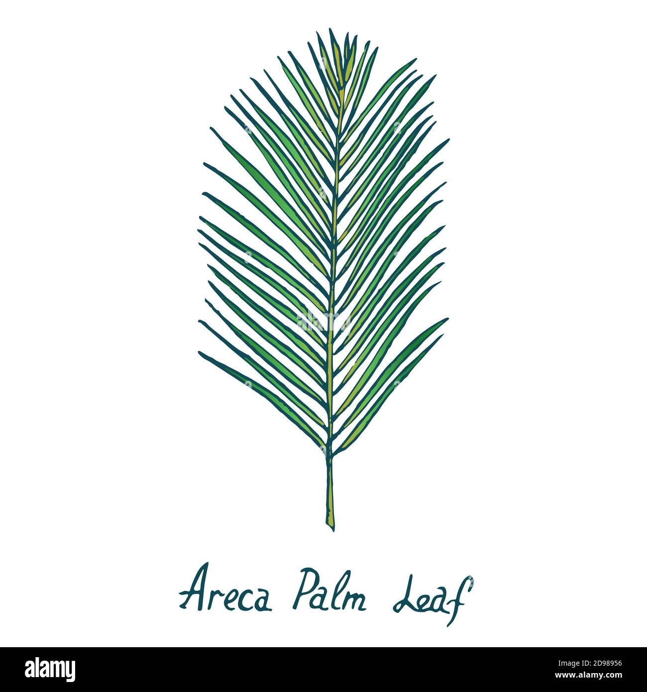 Areca Palm Leaf, hand drawn doodle, color sketch illustration Stock Photo
