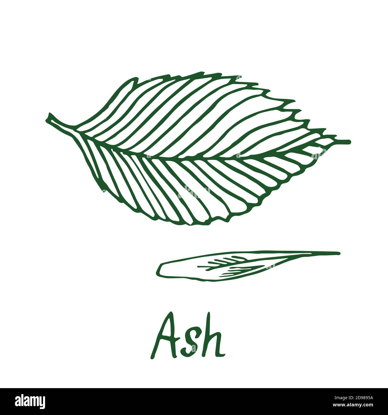 Ash tree (Fraxinus) leaf and seed, hand drawn doodle, sketch in woodcut style, illustration Stock Photo