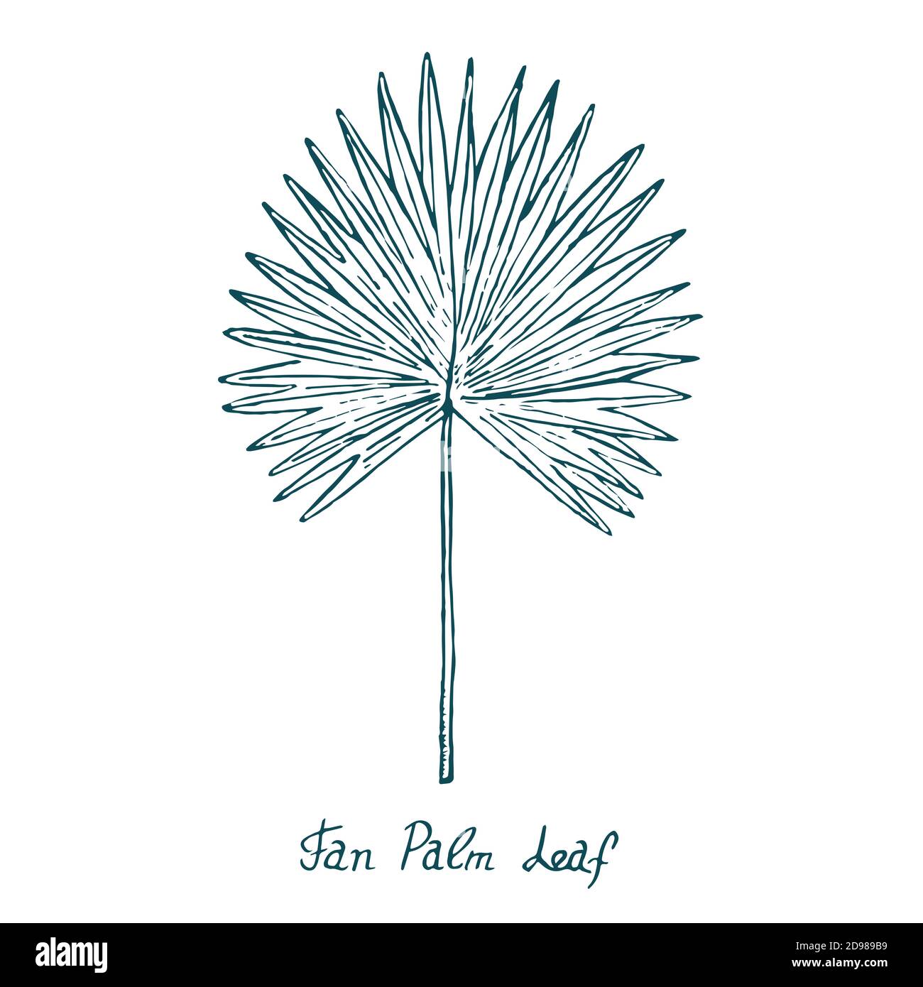 Fan shaped leaf of palmetto tree, sketch style vector illustration Stock  Vector by ©Sabelskaya 135177584