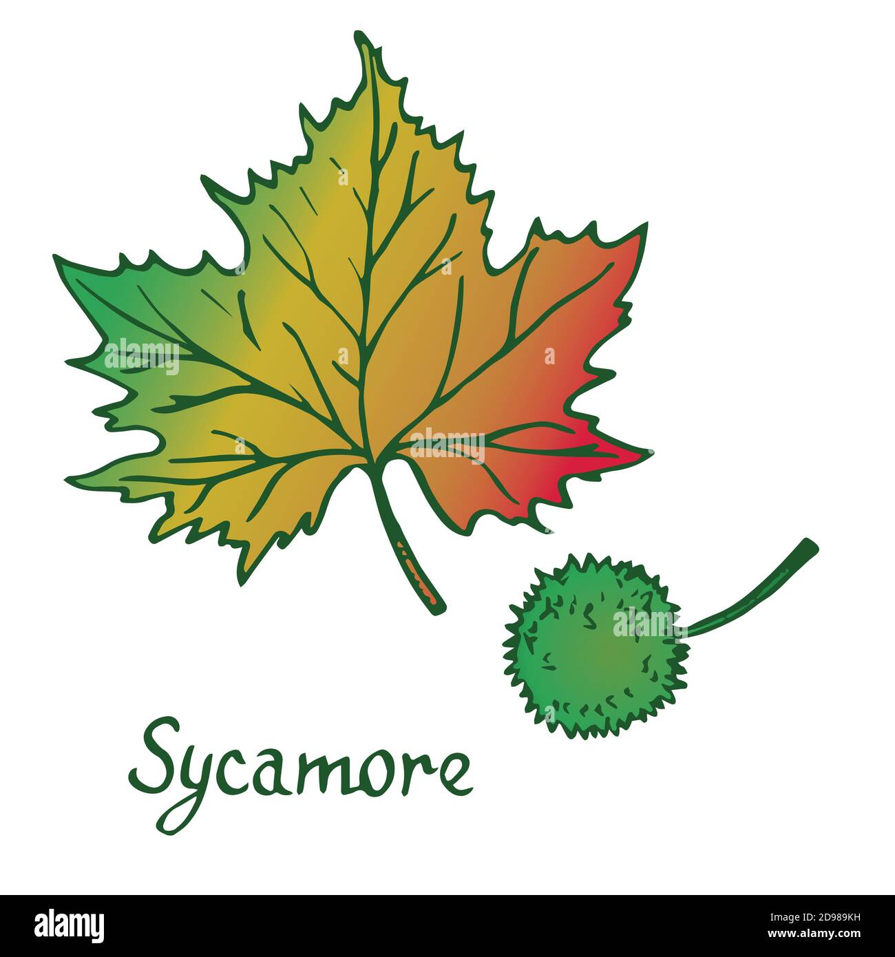 Sycamore Leaf Illustration High Resolution Stock Photography And Images Alamy Sycamore Leaf Illustration High Resolution Stock Photography And Images Alamy