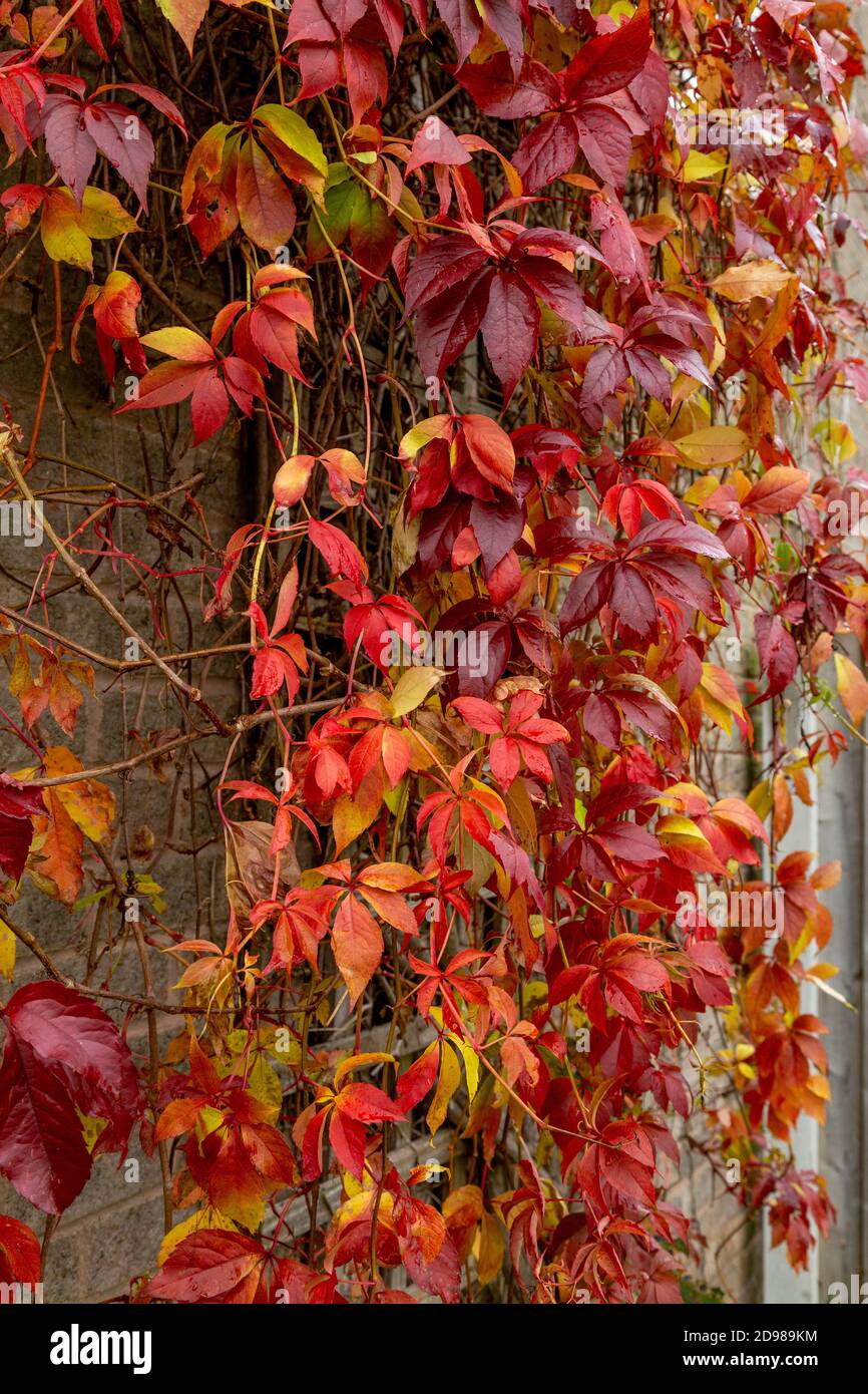 Vigorous Plant High Resolution Stock Photography And Images Alamy Vigorous Plant High Resolution Stock Photography And Images Alamy