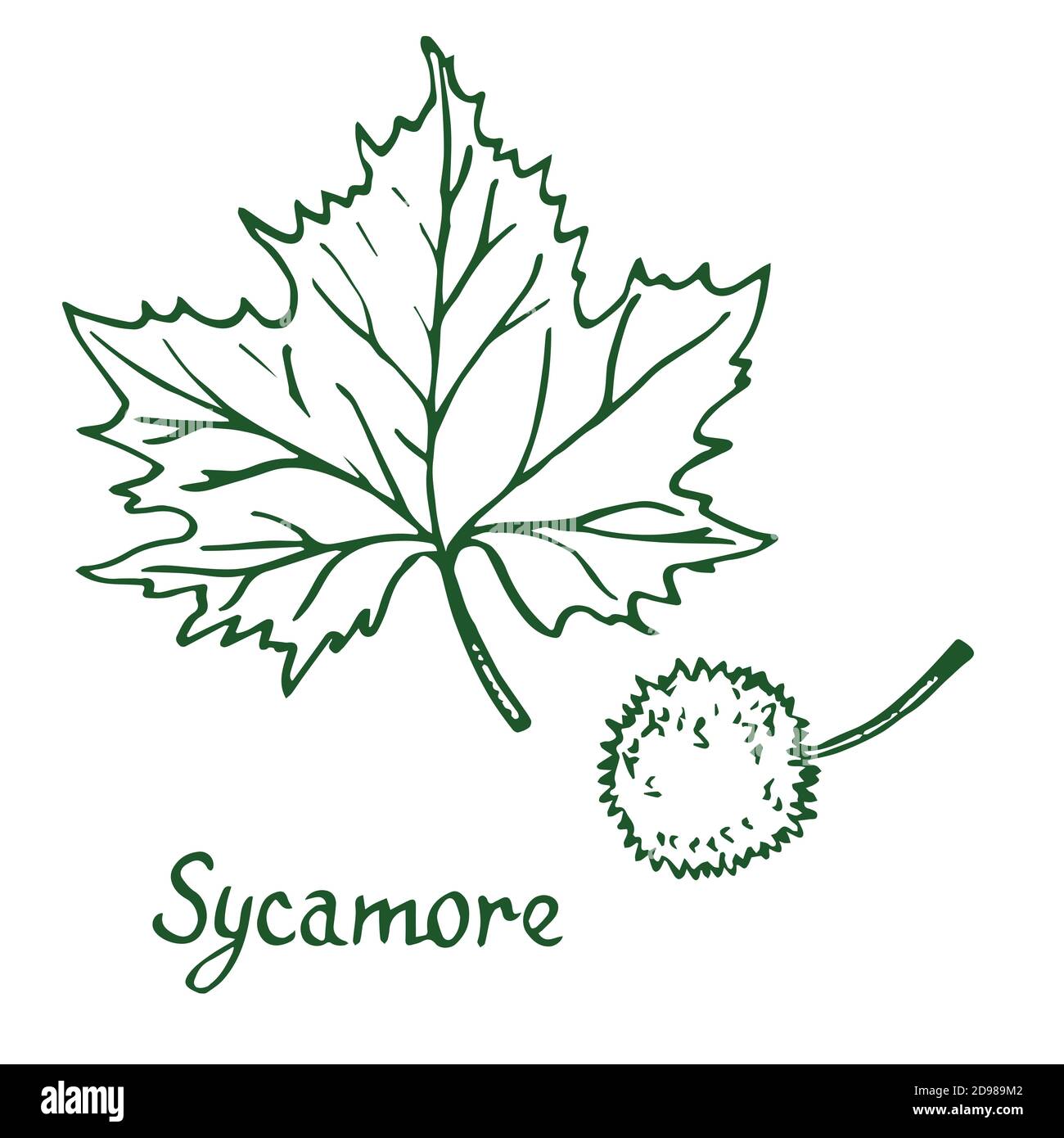 Sycamore (american sycamore tree, platanus occidentalis) Leaf and fruit, hand drawn doodle, sketch in woodcut style, illustration Stock Photo
