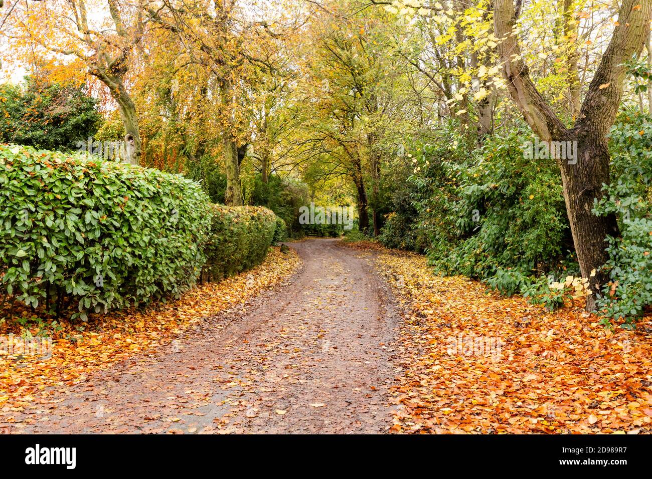 Autumn in Yorkshire. Leaf fall at the side of Fairfield Drive, a leafy lane in Baildon, Yorkshire, England. Stock Photo