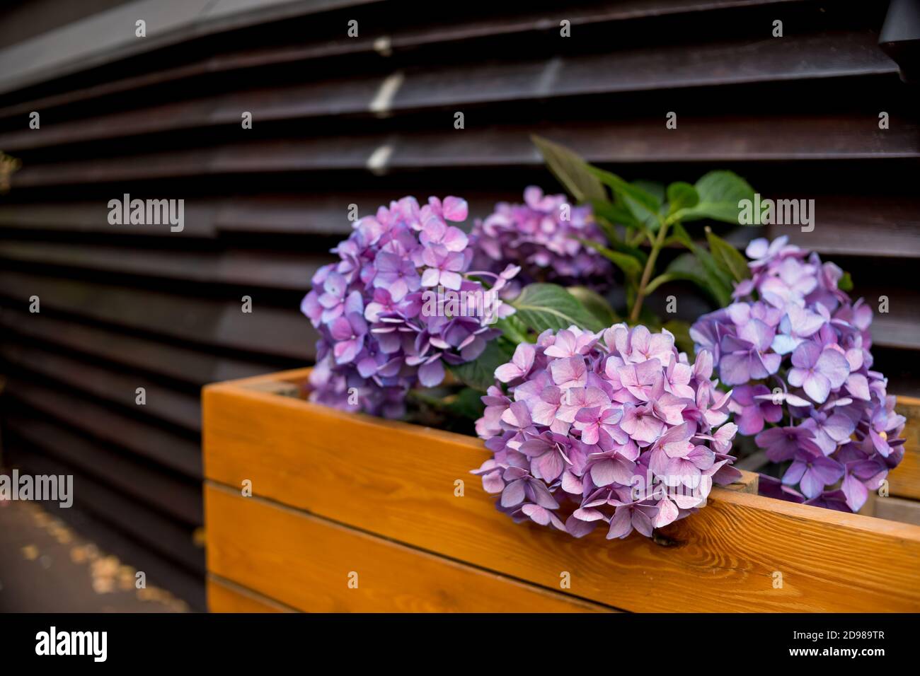 Hydrangea Macrophylla Care High Resolution Stock Photography and Images ...