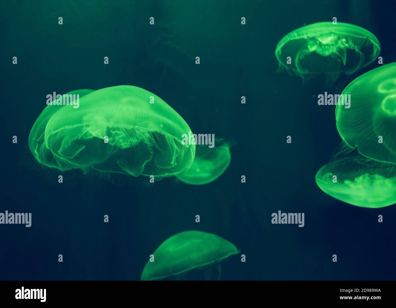 colorful swimming moon jelly fishes in green light Stock Photo