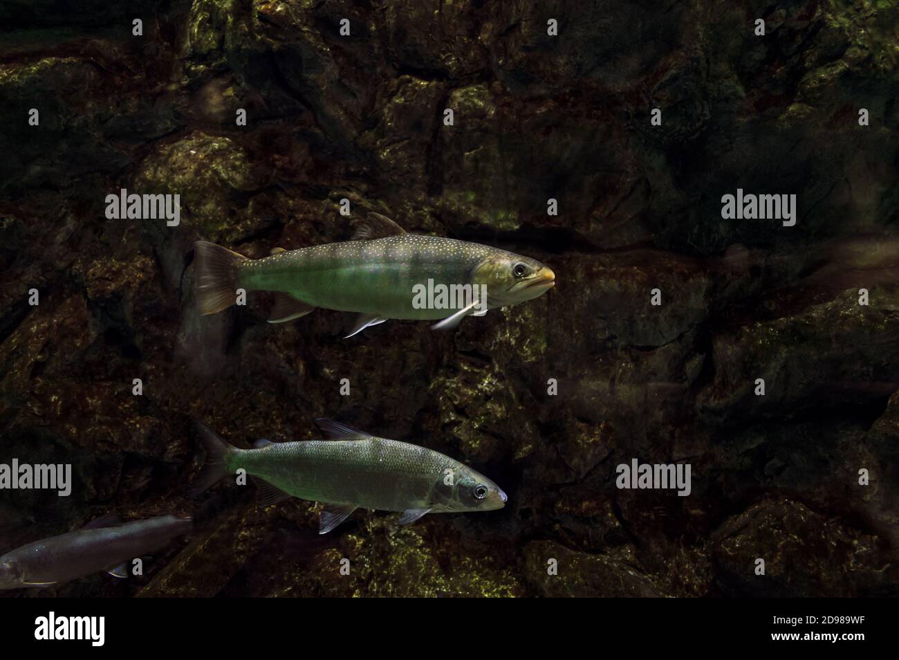 view of swimming amur whitefish and taimen Stock Photo