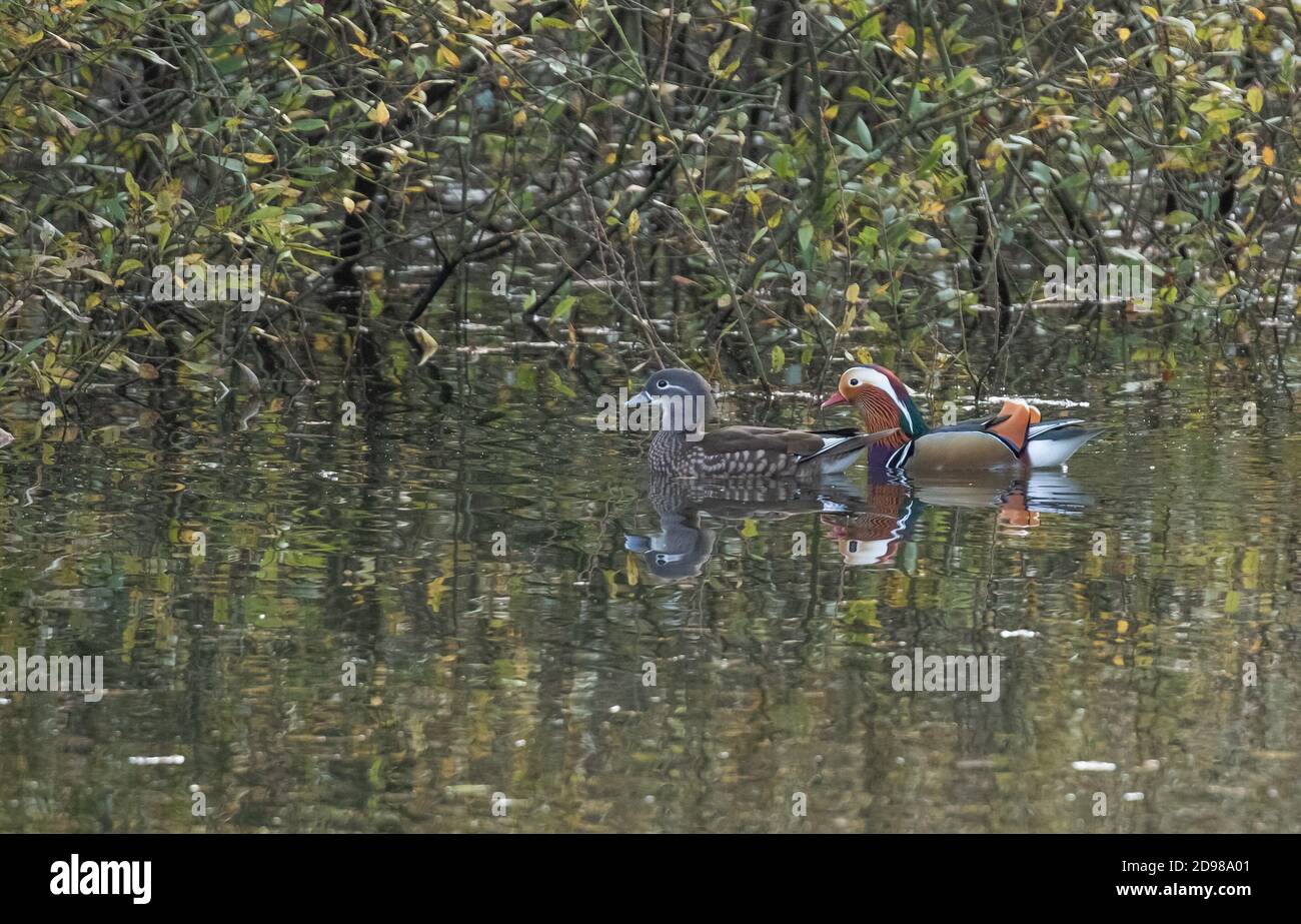 Male and female mandarin ducks Stock Photo Alamy