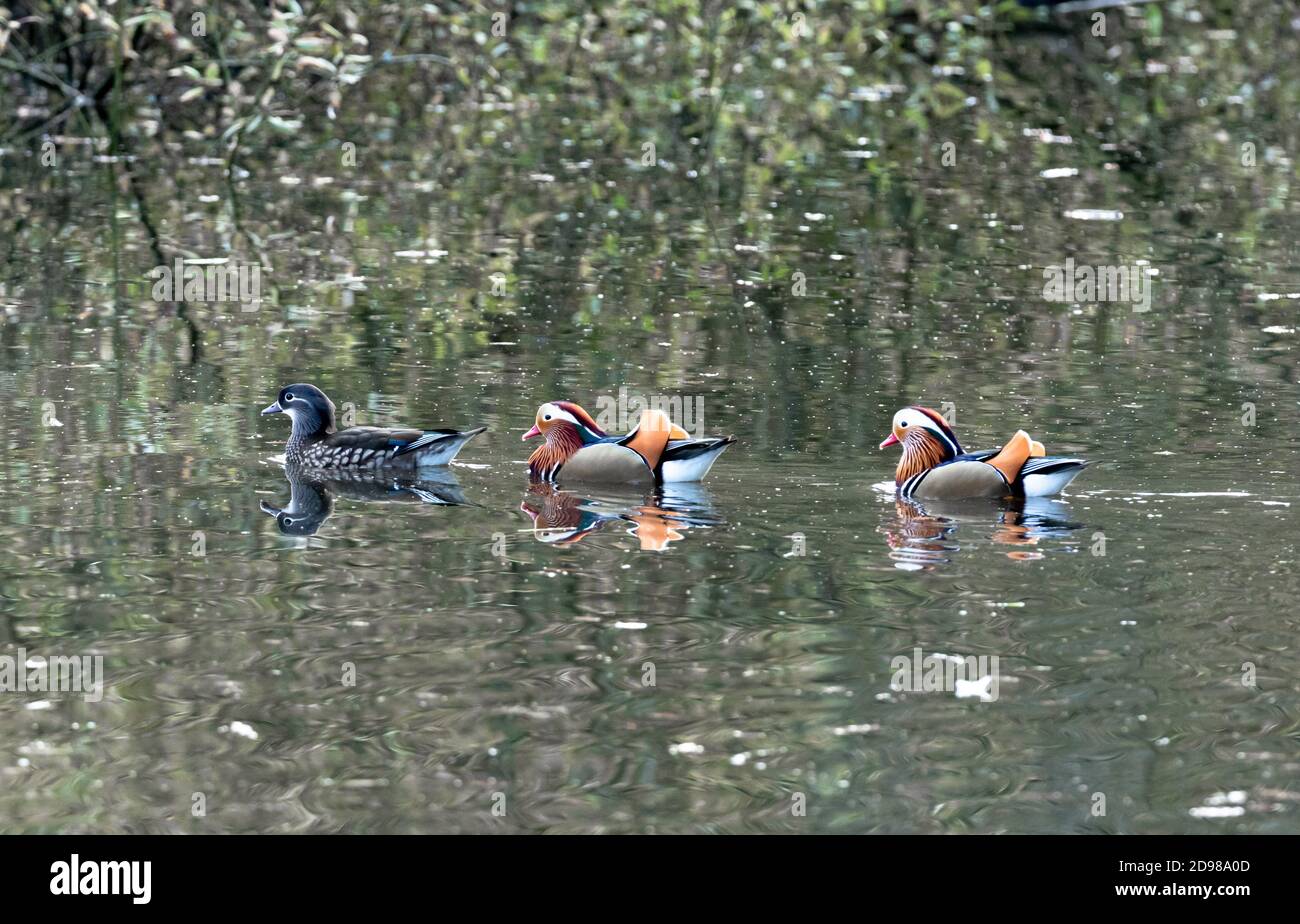 Male and female mandarin ducks Stock Photo - Alamy
