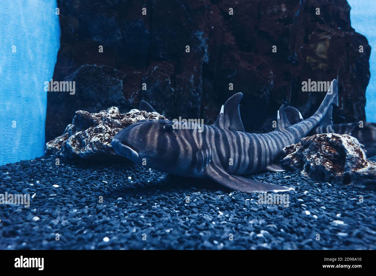 close up view of lying on the bottom between rocks  zebra bullhead shark Stock Photo