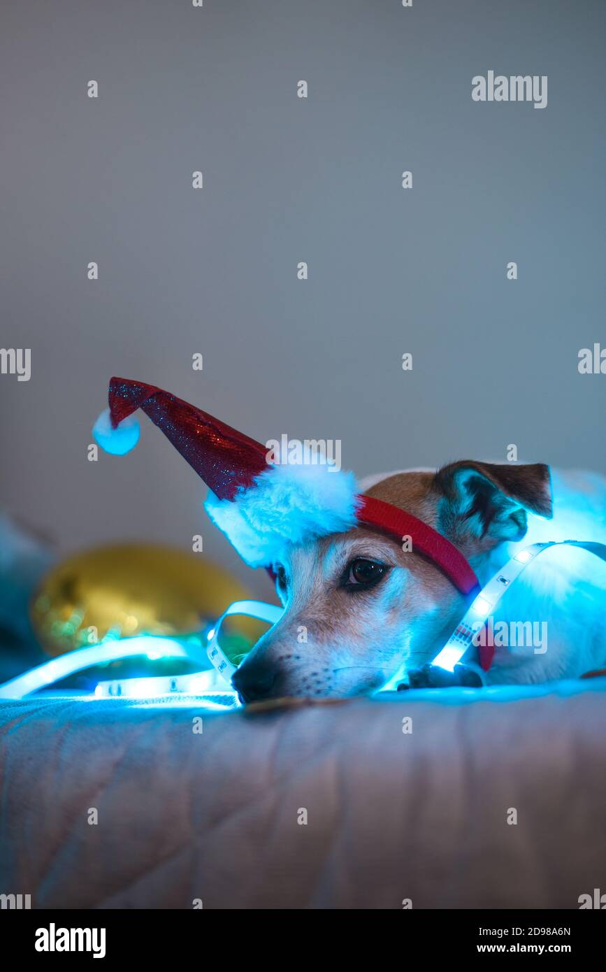 Funny dog in a santa hat, costume for a masquerade party. Festive concept Stock Photo