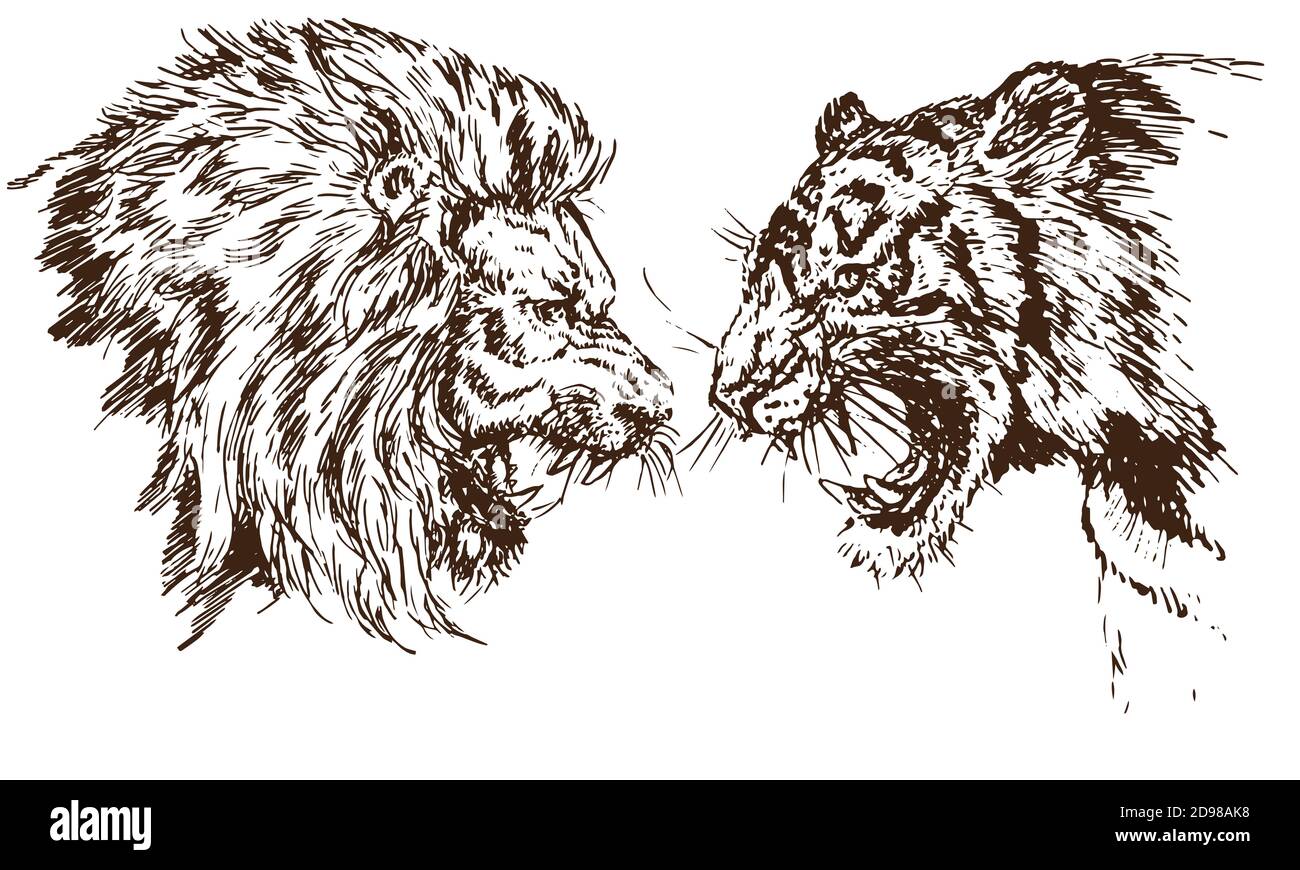 Lion and tiger growling opposite each other open an embittered mouth  canines hand drawn doodle sketch in pop art style  CanStock