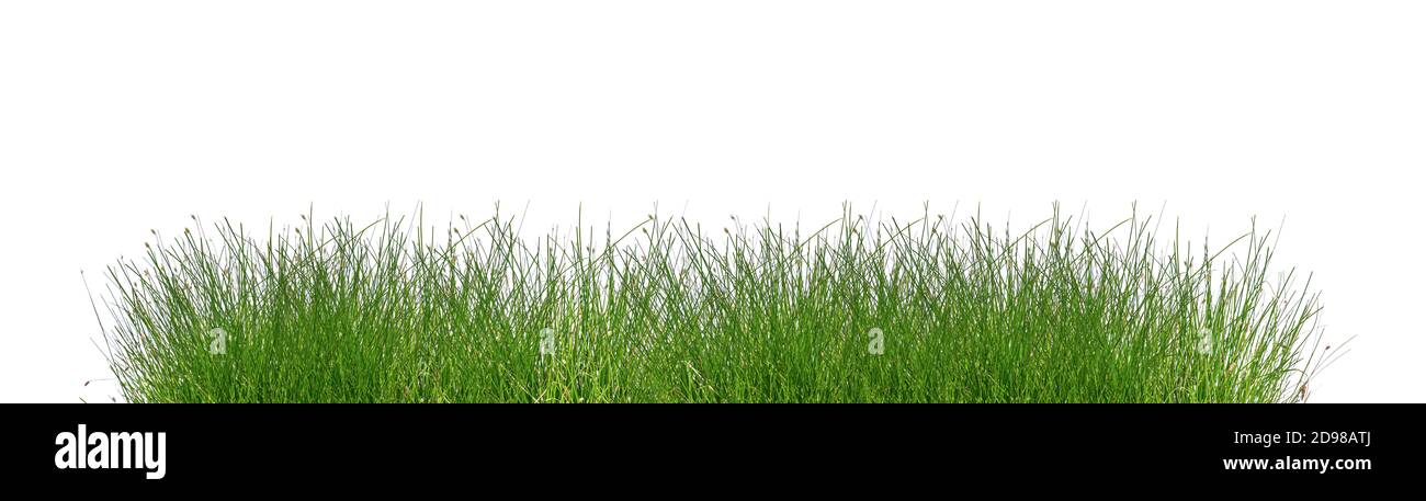 Green grass isolated on white background Stock Photo - Alamy