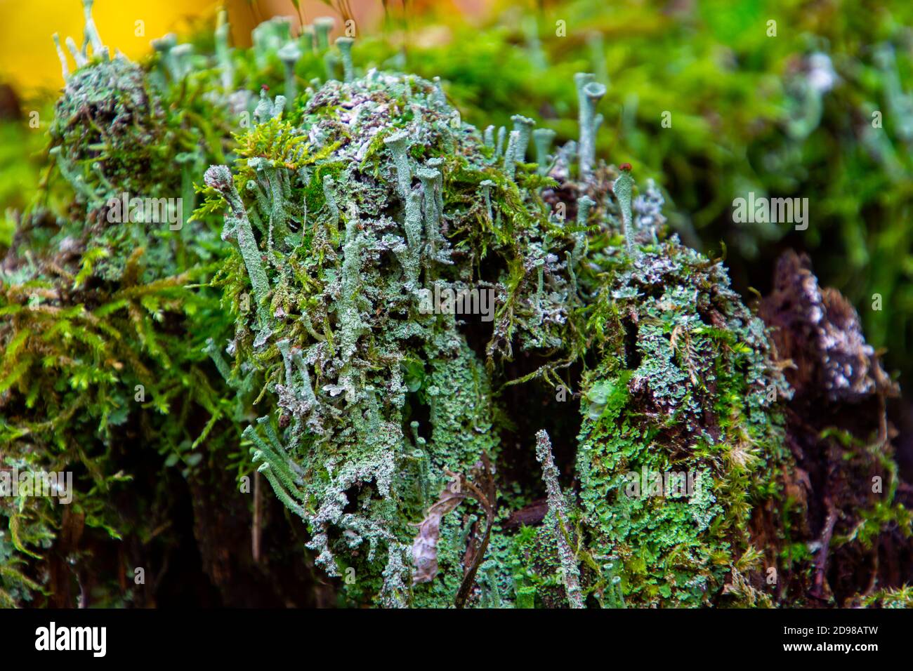 Tree stump overgrown with moss and trumpet pixie lichen or cladonia fimbriata Stock Photo