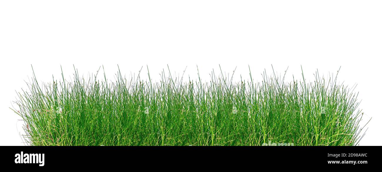 Green grass isolated on white background Stock Photo - Alamy