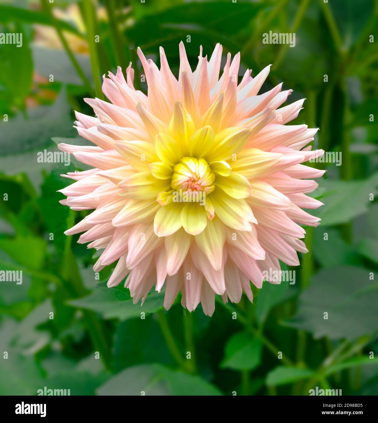 The dahlia (name, Grenidor Pastelle) in the dahlia garden Baden Baden near the lichtentaler alley. Baden Baden, Baden Württemberg, Germany Stock Photo