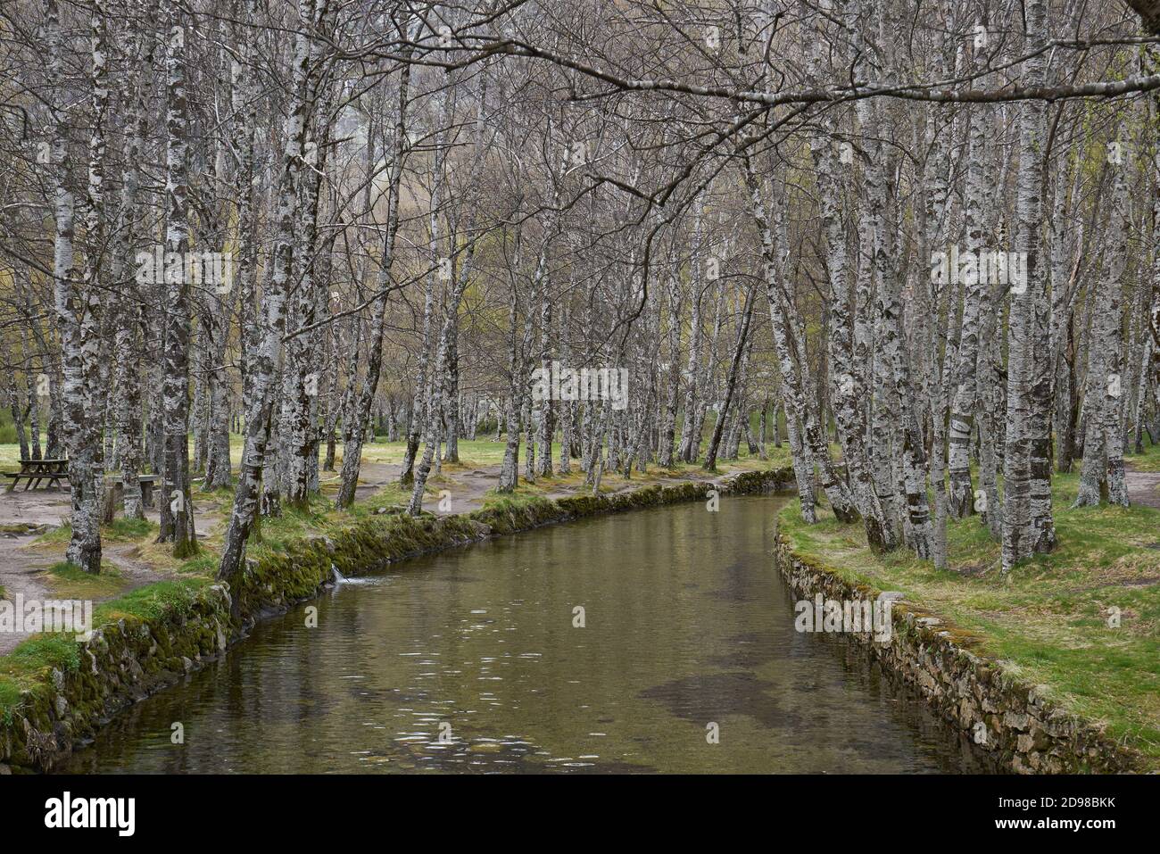 White trees reflection on a river in Covao d ametade in Serra da Estrela, Portugal Stock Photo