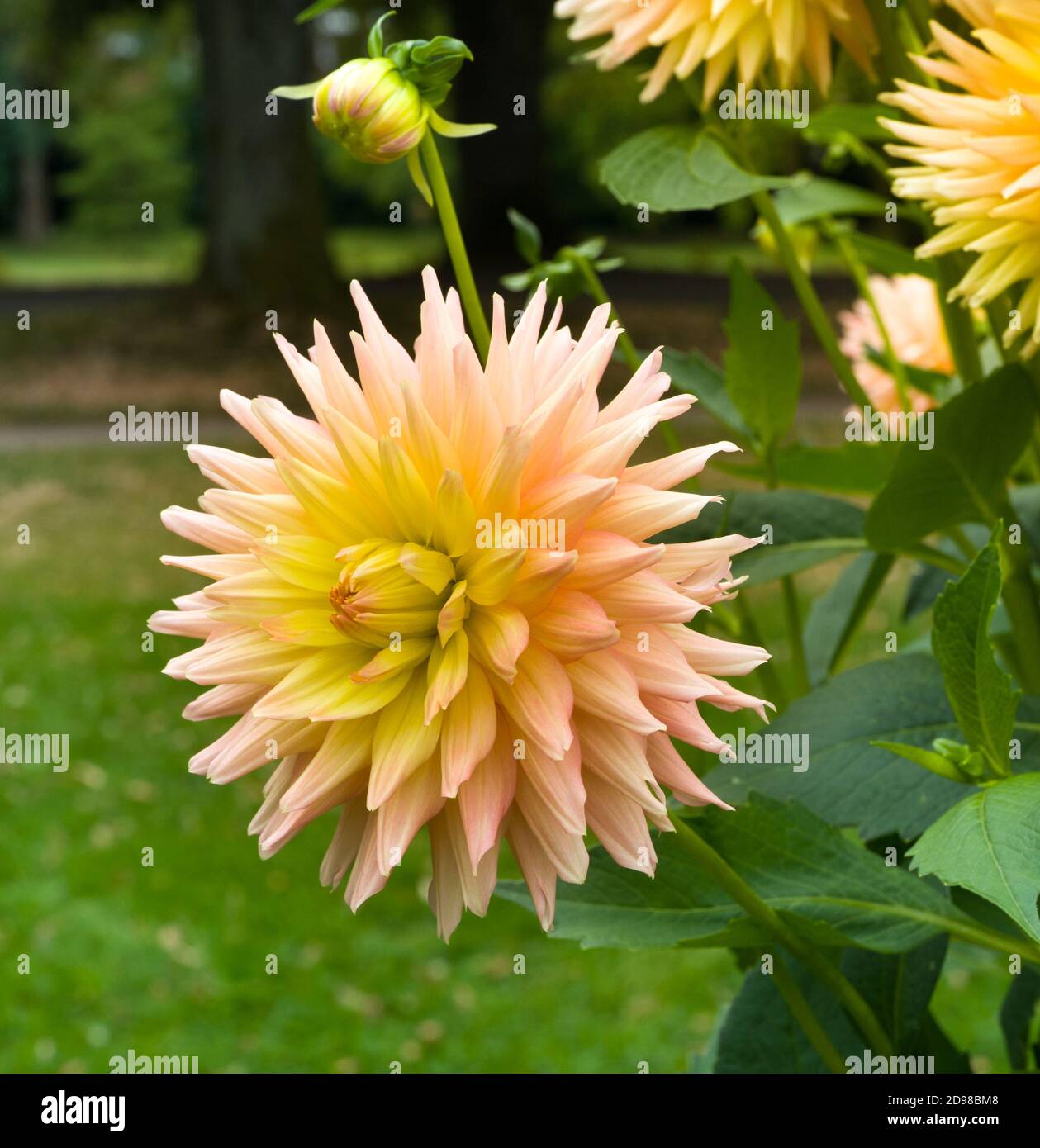 The dahlia (name, Grenidor Pastelle) in the dahlia garden Baden Baden near the lichtentaler alley. Baden Baden, Baden Württemberg, Germany Stock Photo