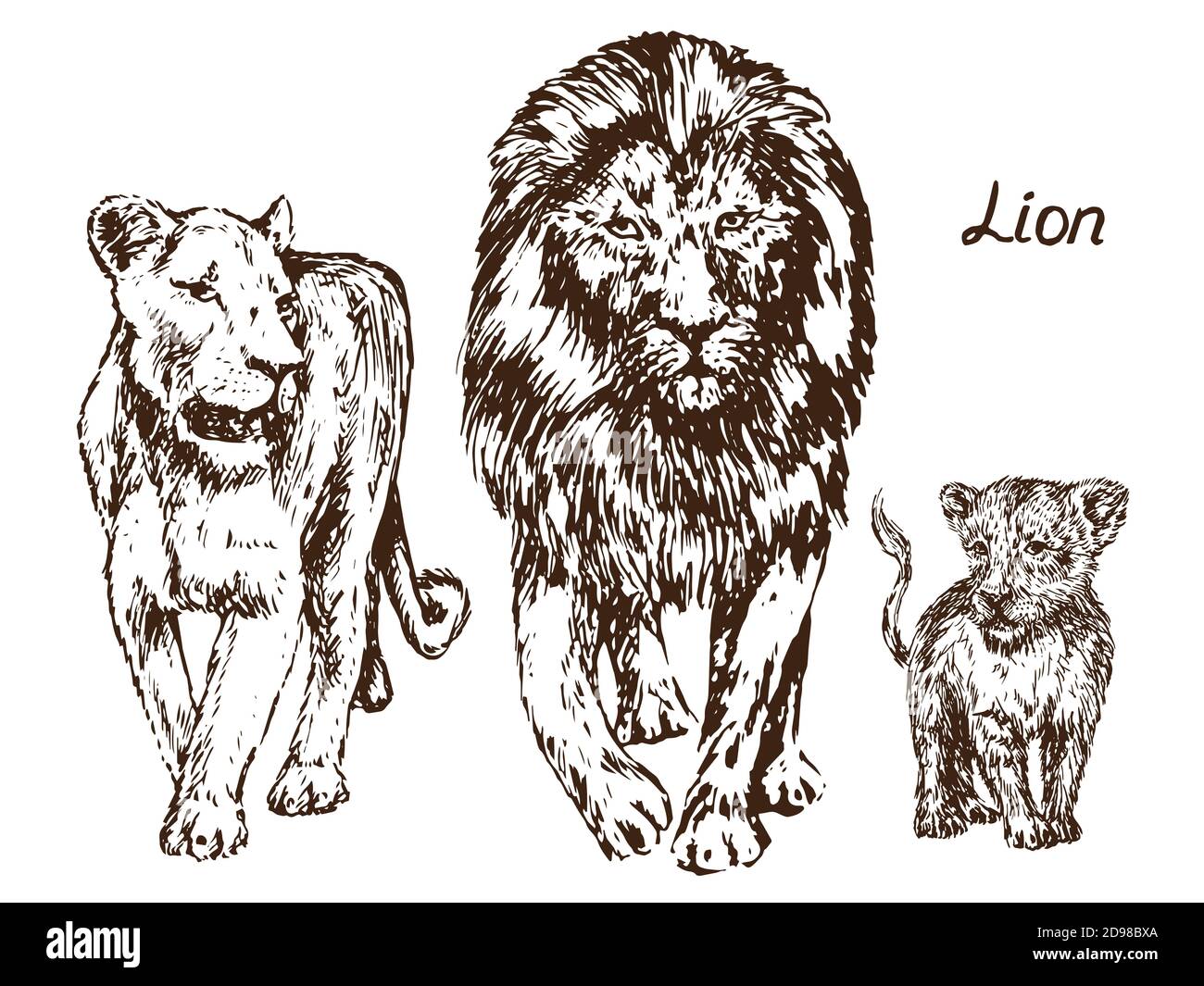 Lion cub print by Rose Corcoran | Posterlounge
