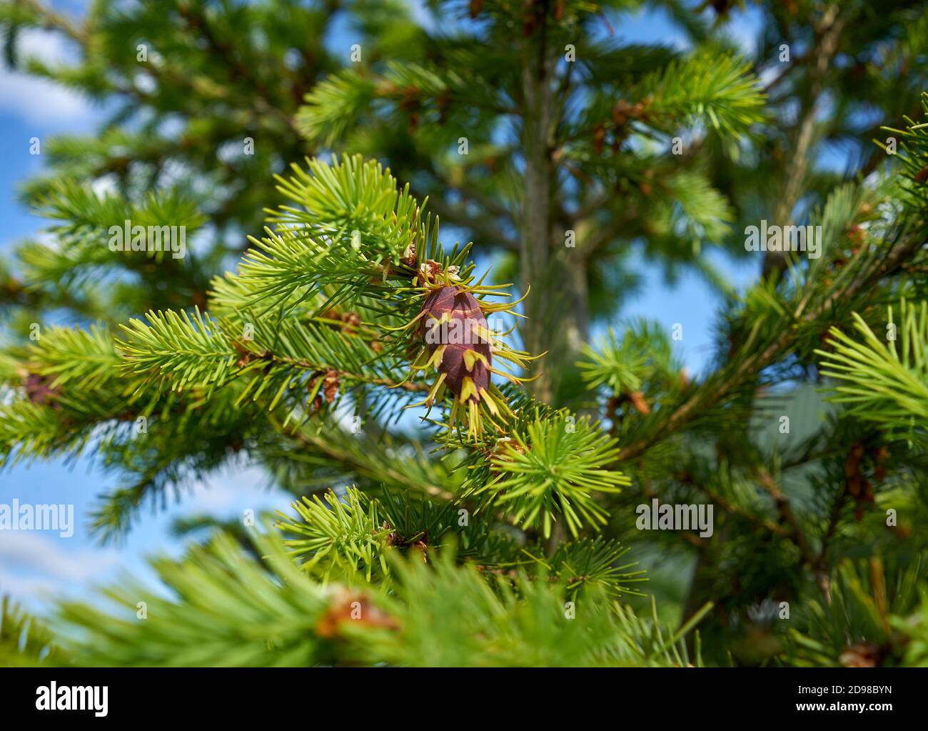 Beautiful pine cone  Pseudotsuga menziesii, Coast Douglas-fir Stock Photo