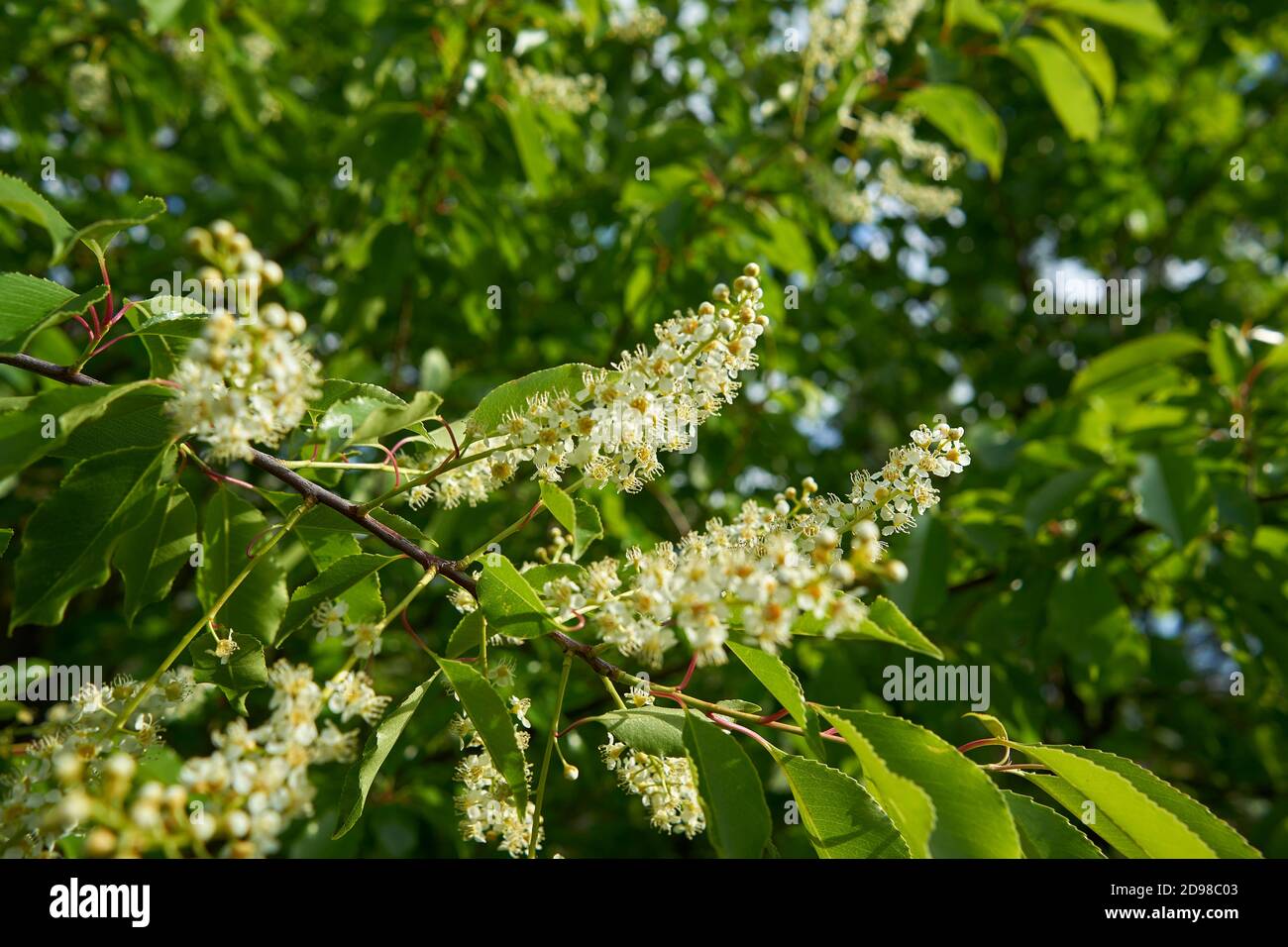 Birch tree flowers hi-res stock photography and images - Alamy