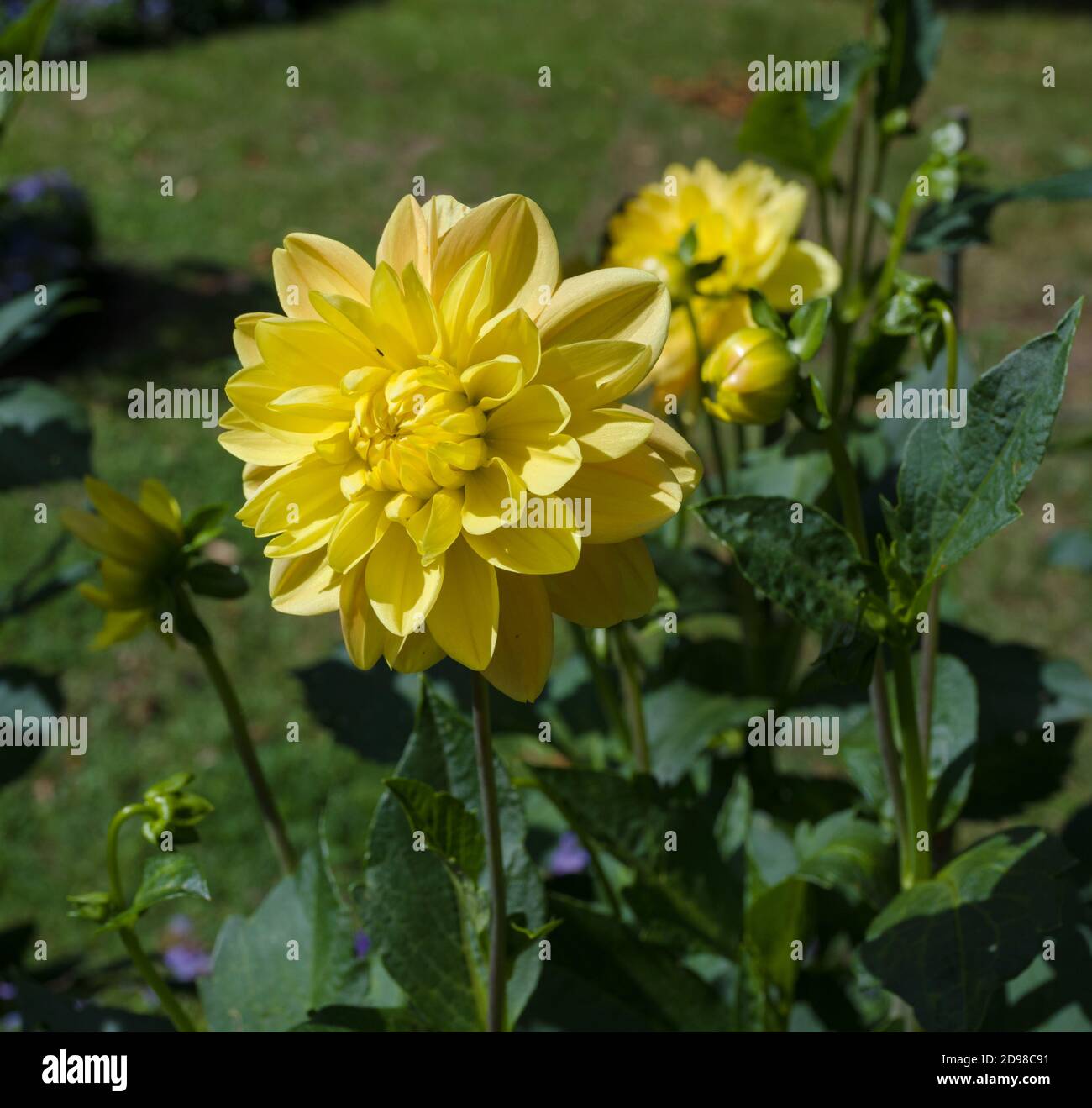The dahlia (name, Monet Glory) in the dahlia garden Baden Baden near