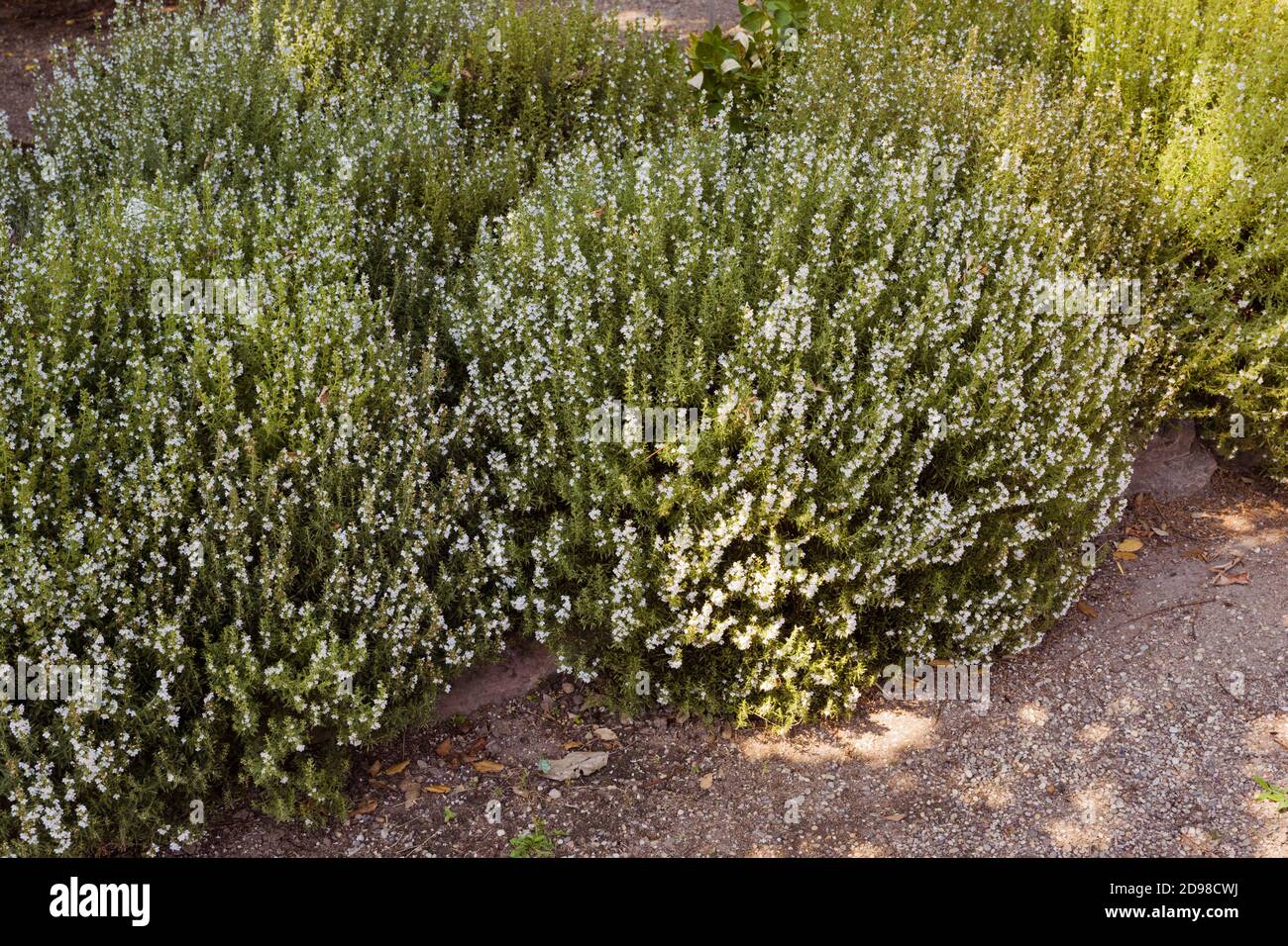 Savory Plant. Winter Savory Herb Plant (Satureja hortensis). Botanical