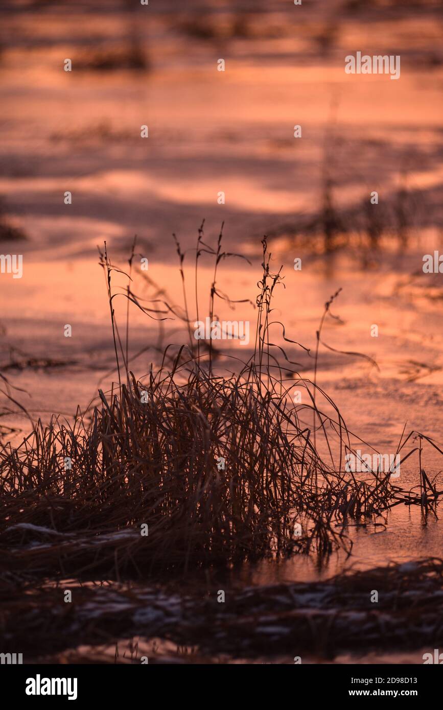 Late autumn. The first ice on the lake. The grass is dry and swaying in the strong wind. The first snow is lying on the hummocks. Frosty purple sunset Stock Photo