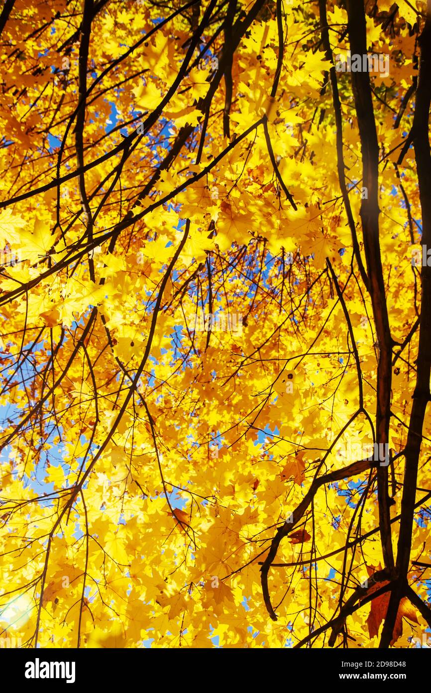 Autumn background with golden maple leaf, selective focus.nature Stock ...