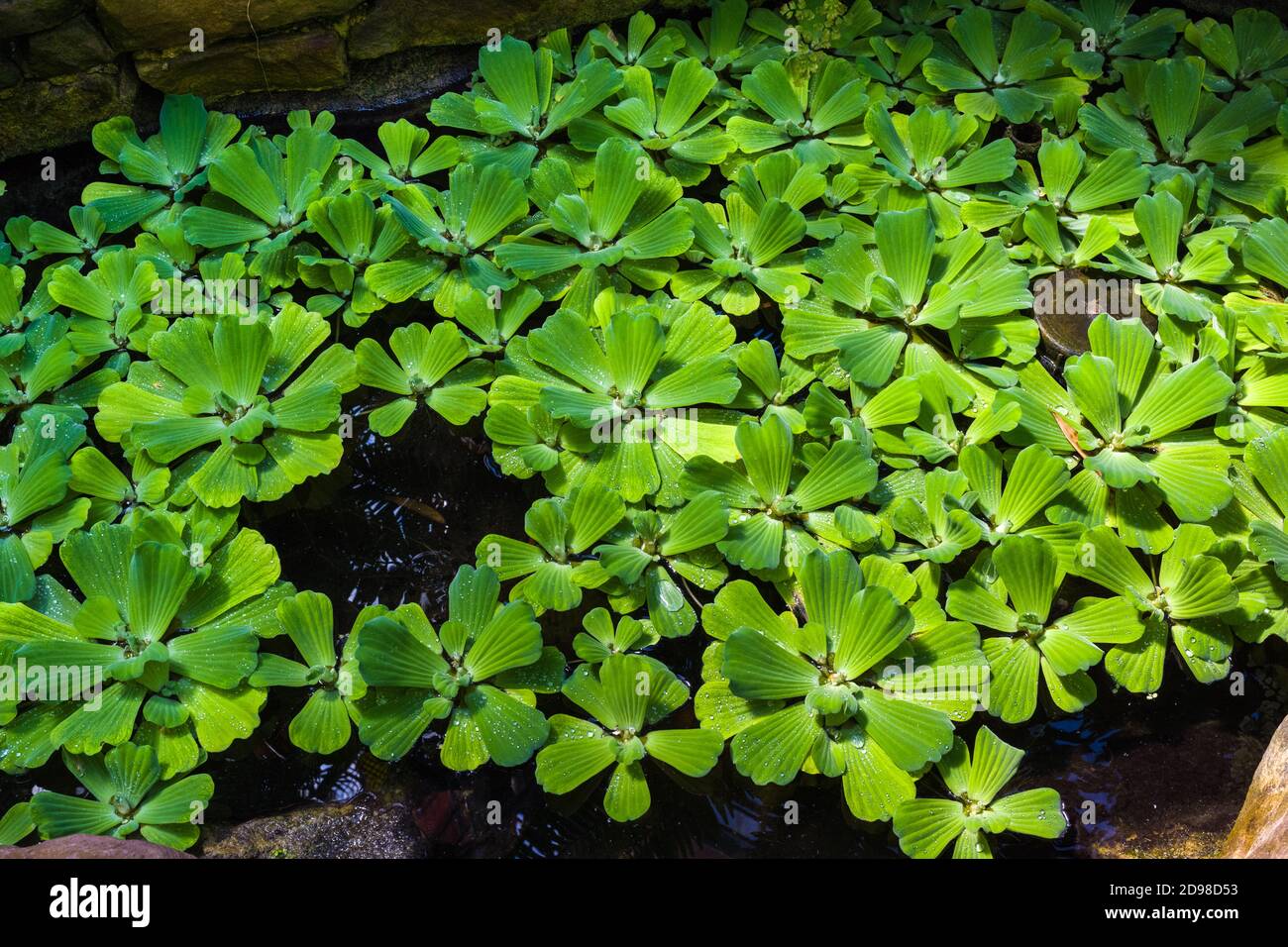 Water lettuce plants in a pond. Botanical Garden, KIT, Karlsruhe, Germany, Europe Stock Photo